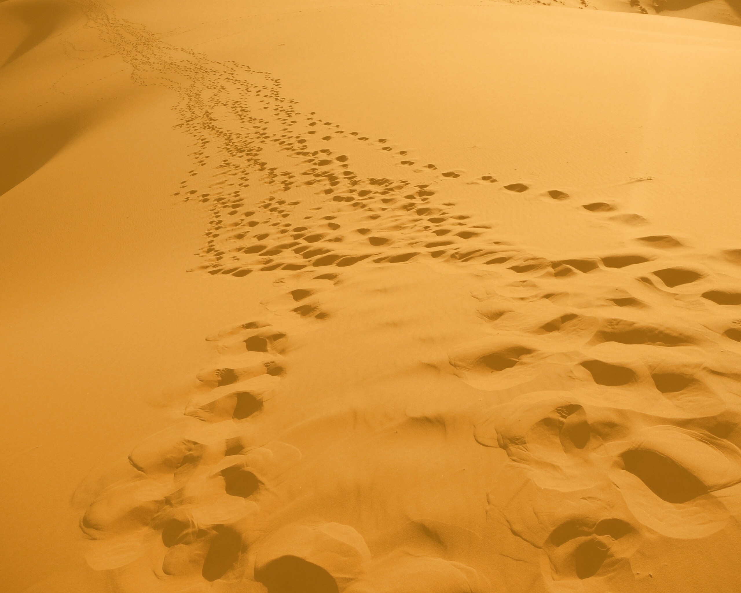 Следы в пустыне обои