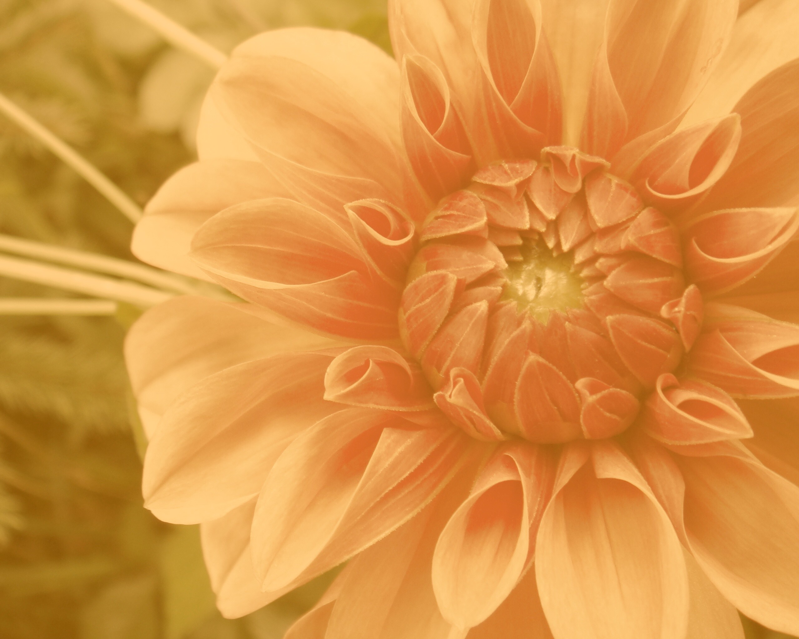 Аленький цветочек обои