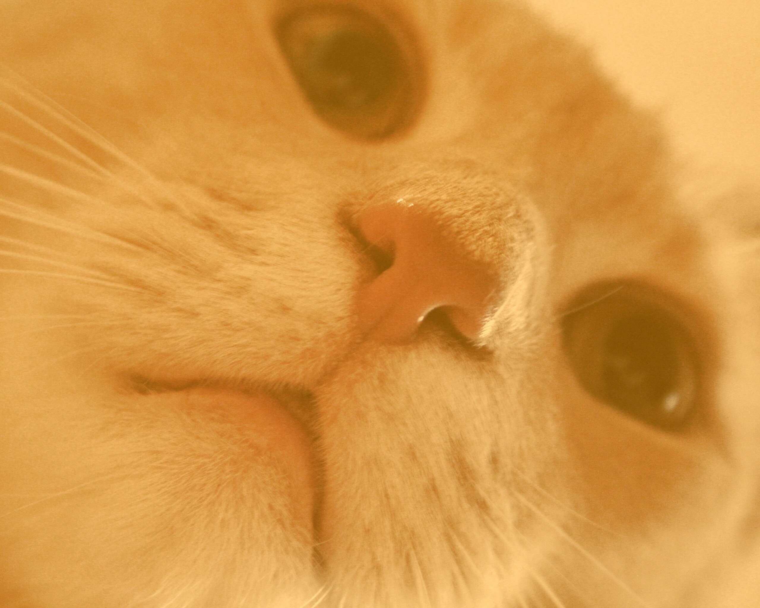 Носопырка обои