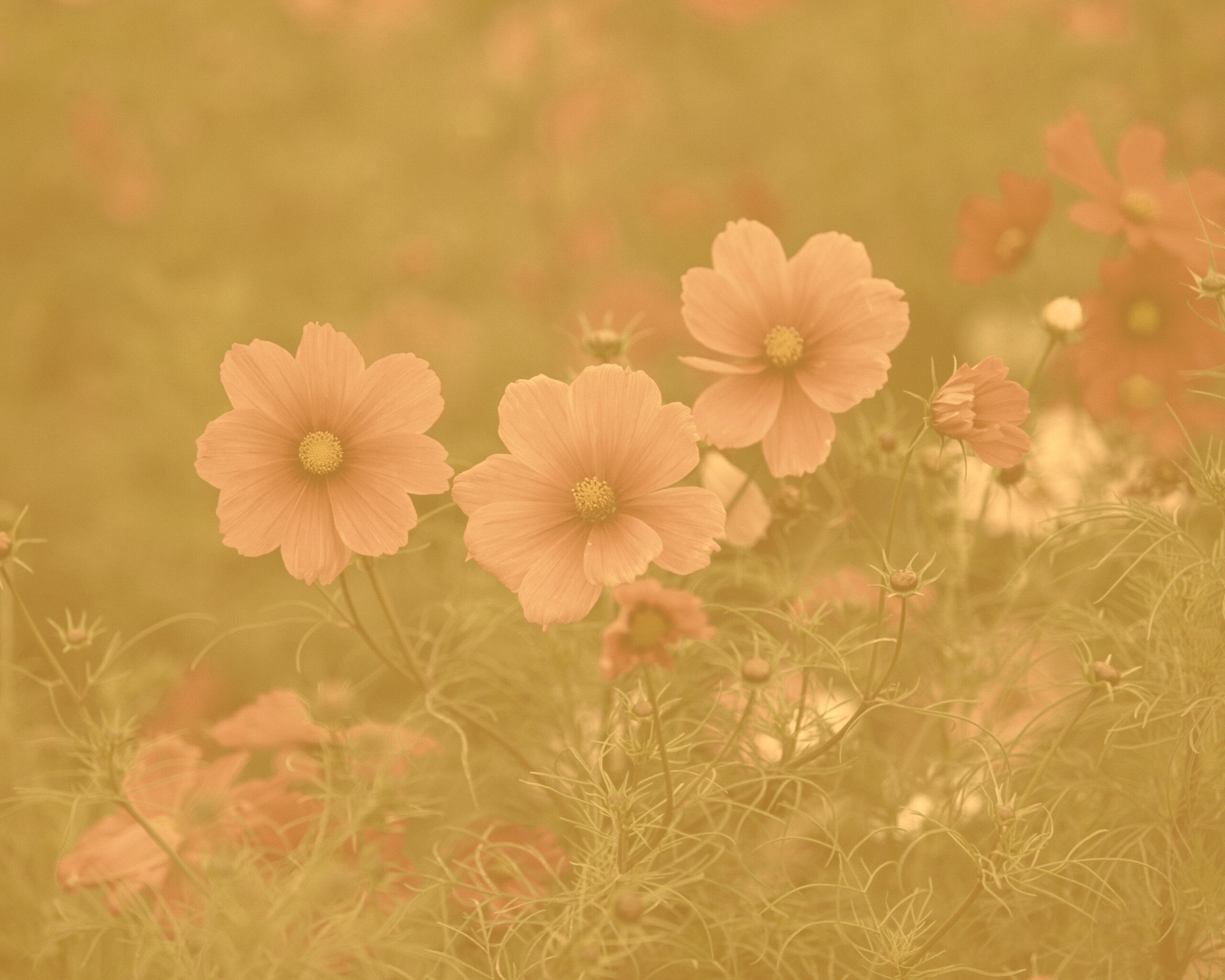 Яркие розовые цветы обои