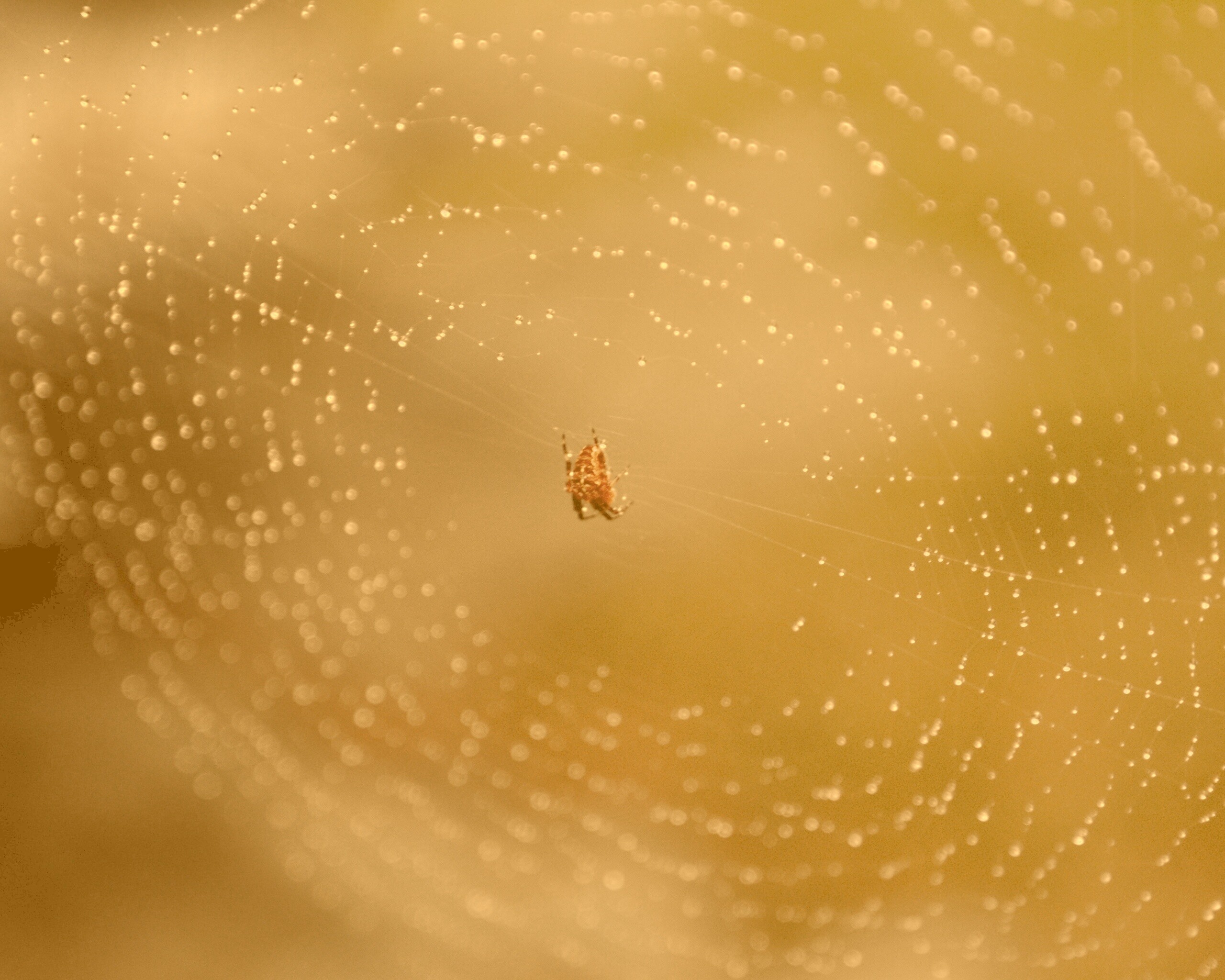 Паук на паутине обои