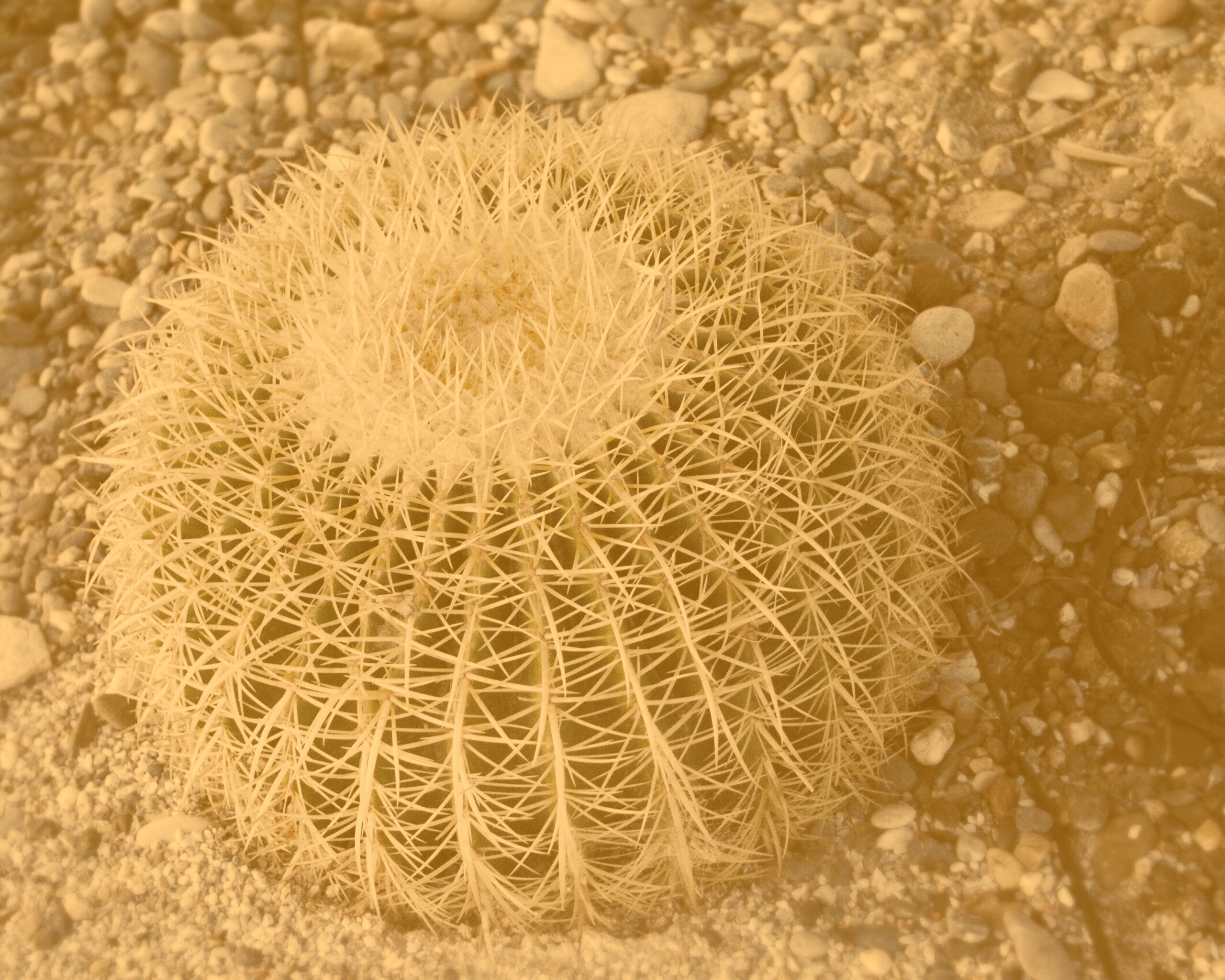 Круглый кактус обои