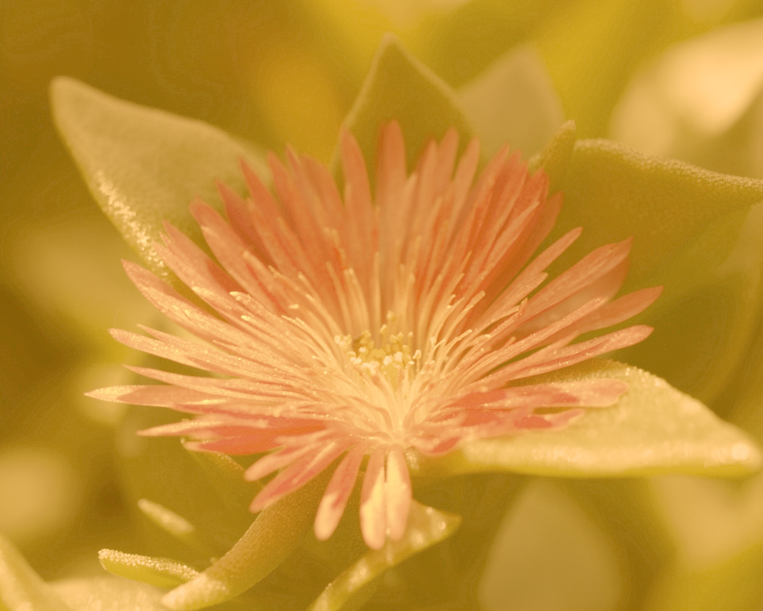 Чудесный цветок обои