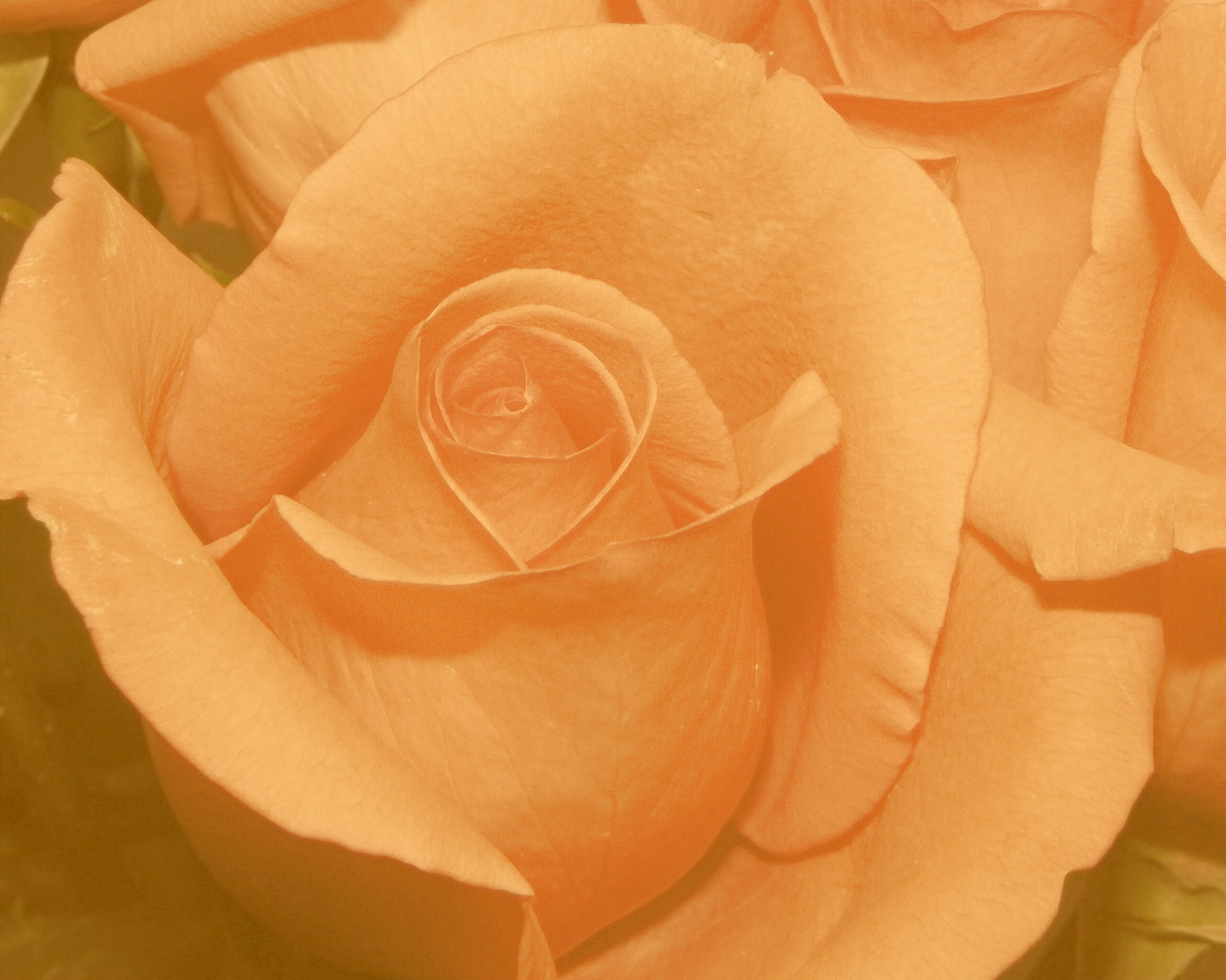 Бутон розы обои