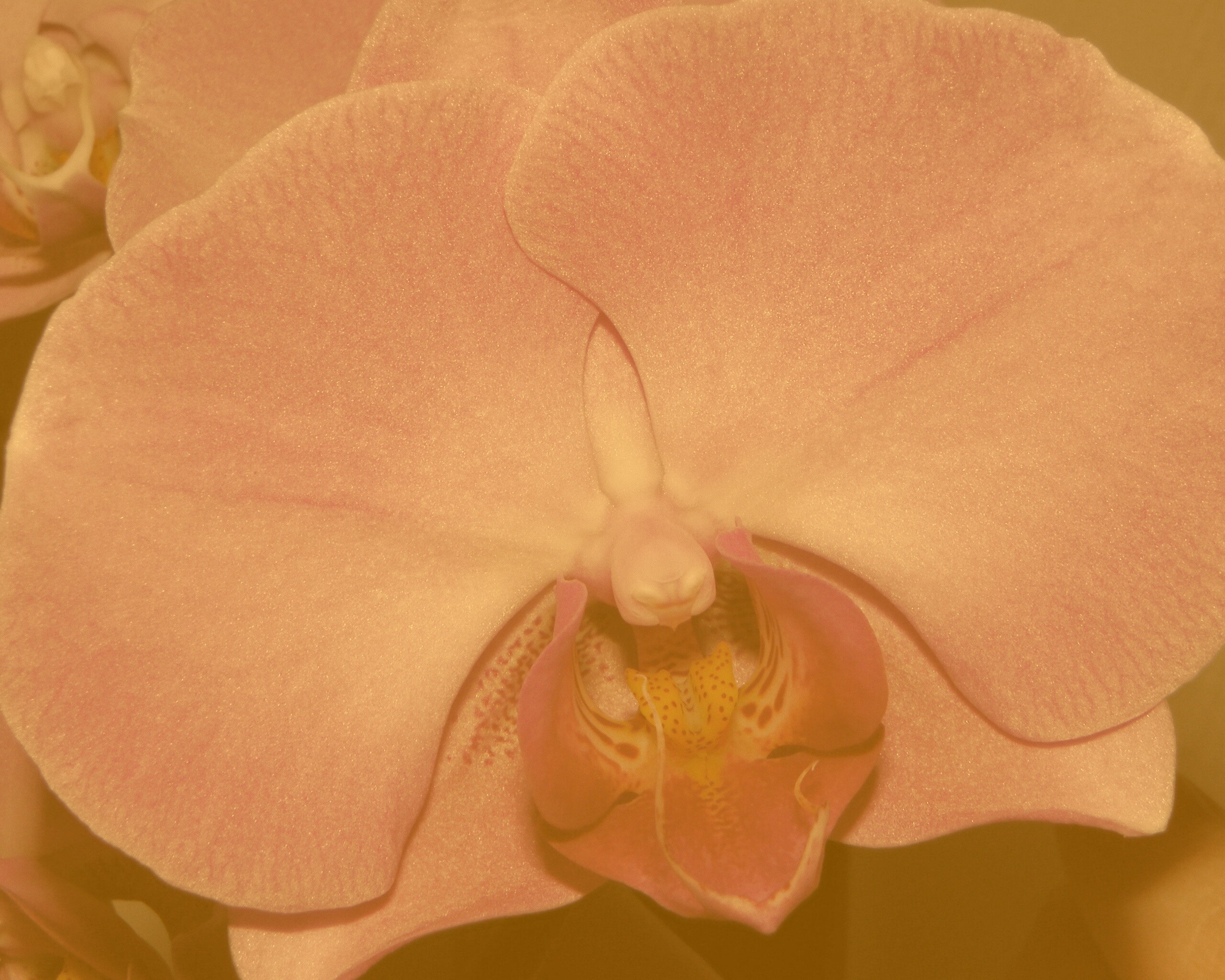 Фиолетовая орхидея обои