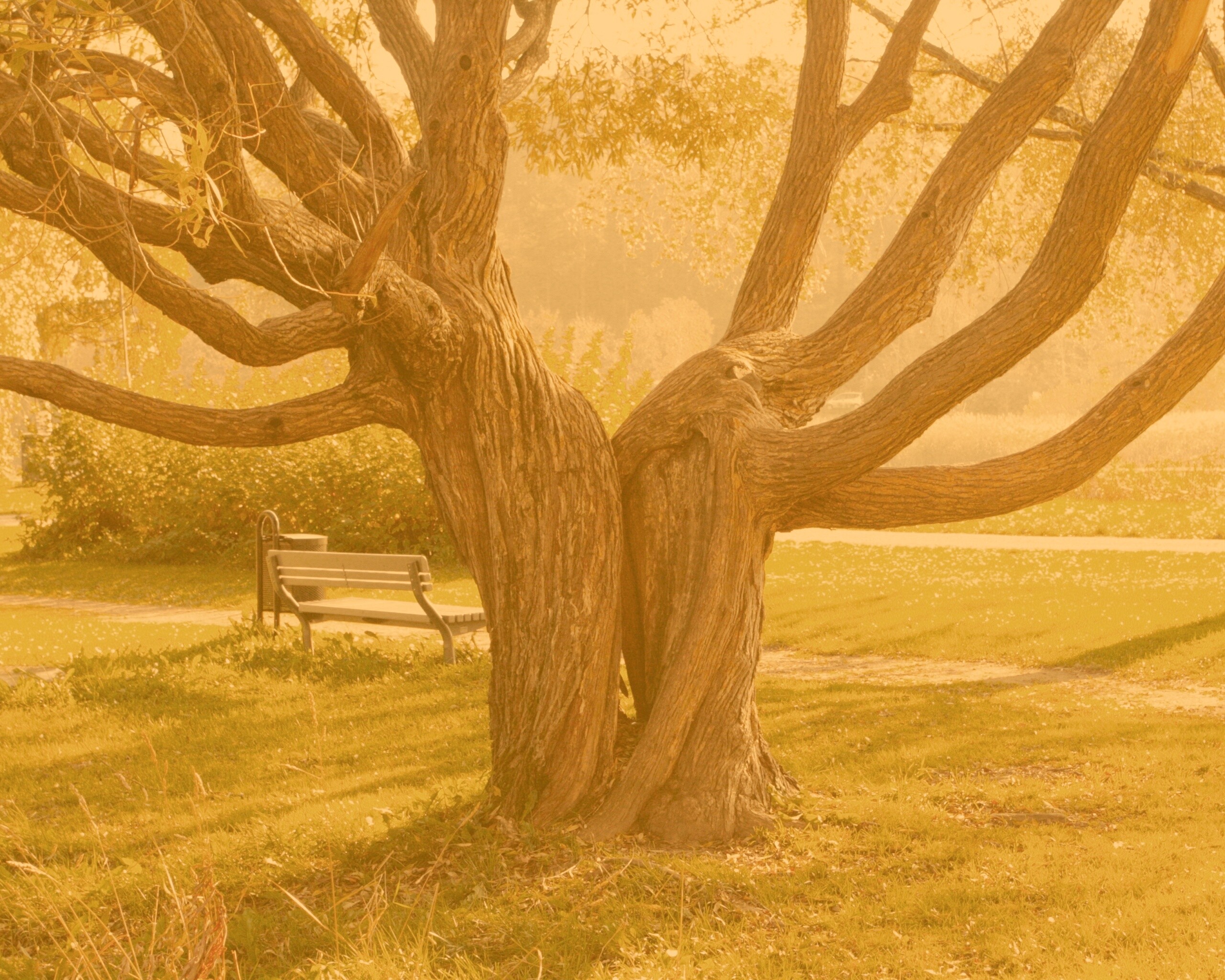 Старые сросшиеся деревья обои