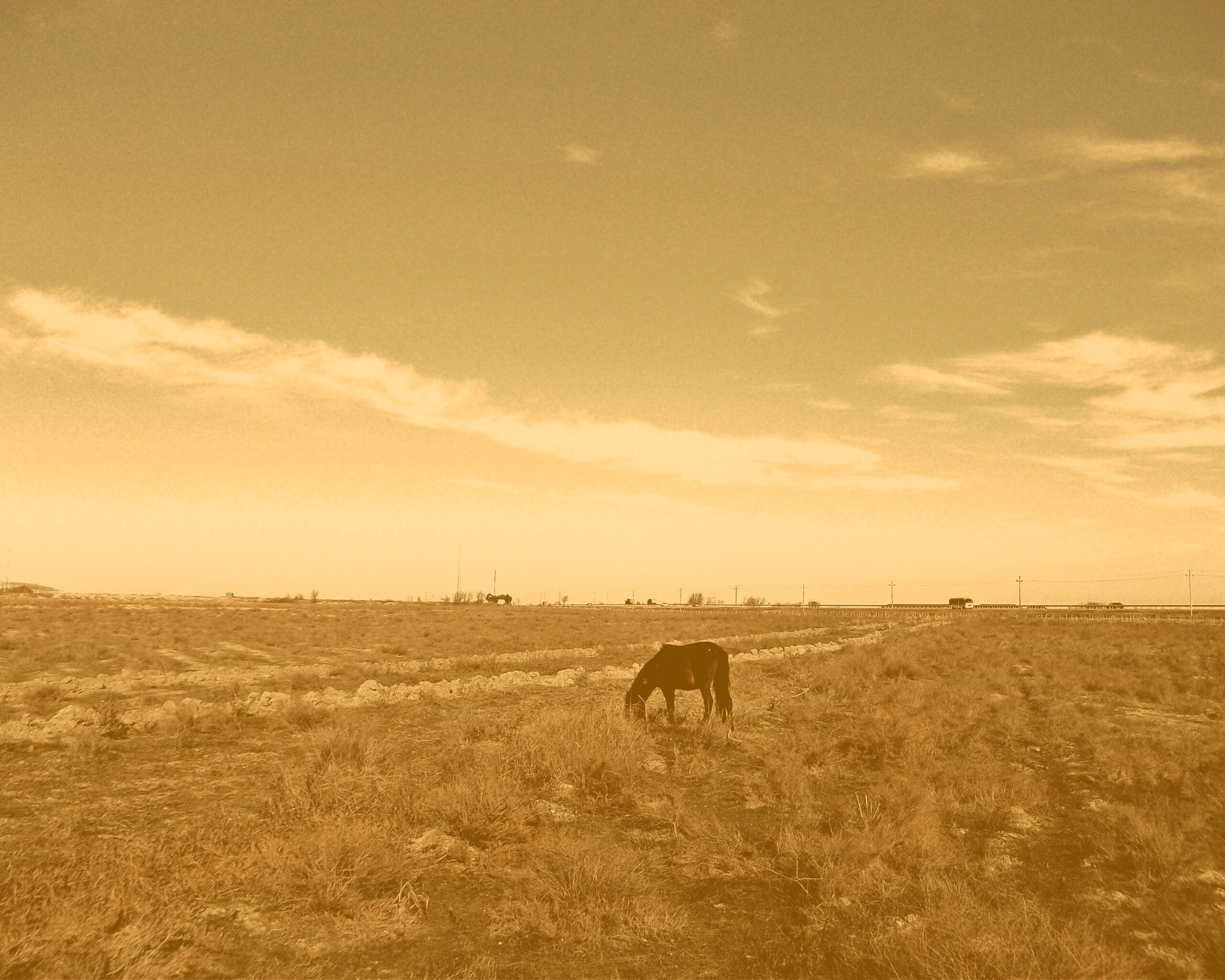 Лошадь пасётся обои