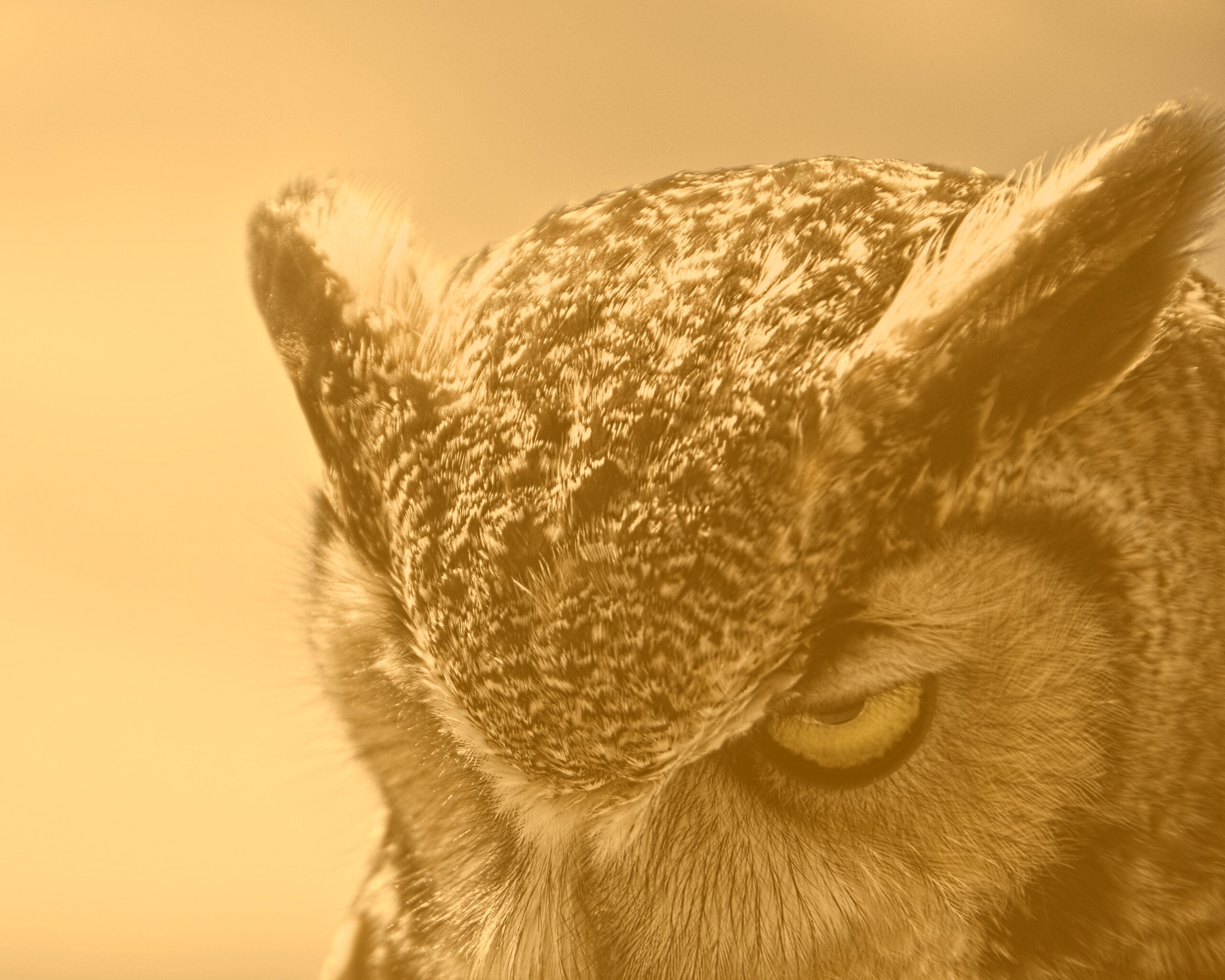 Злая сова обои