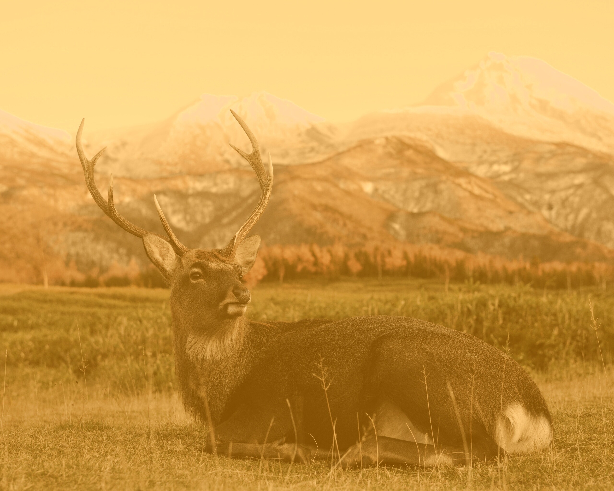 Олень отдыхает в предгорьях обои
