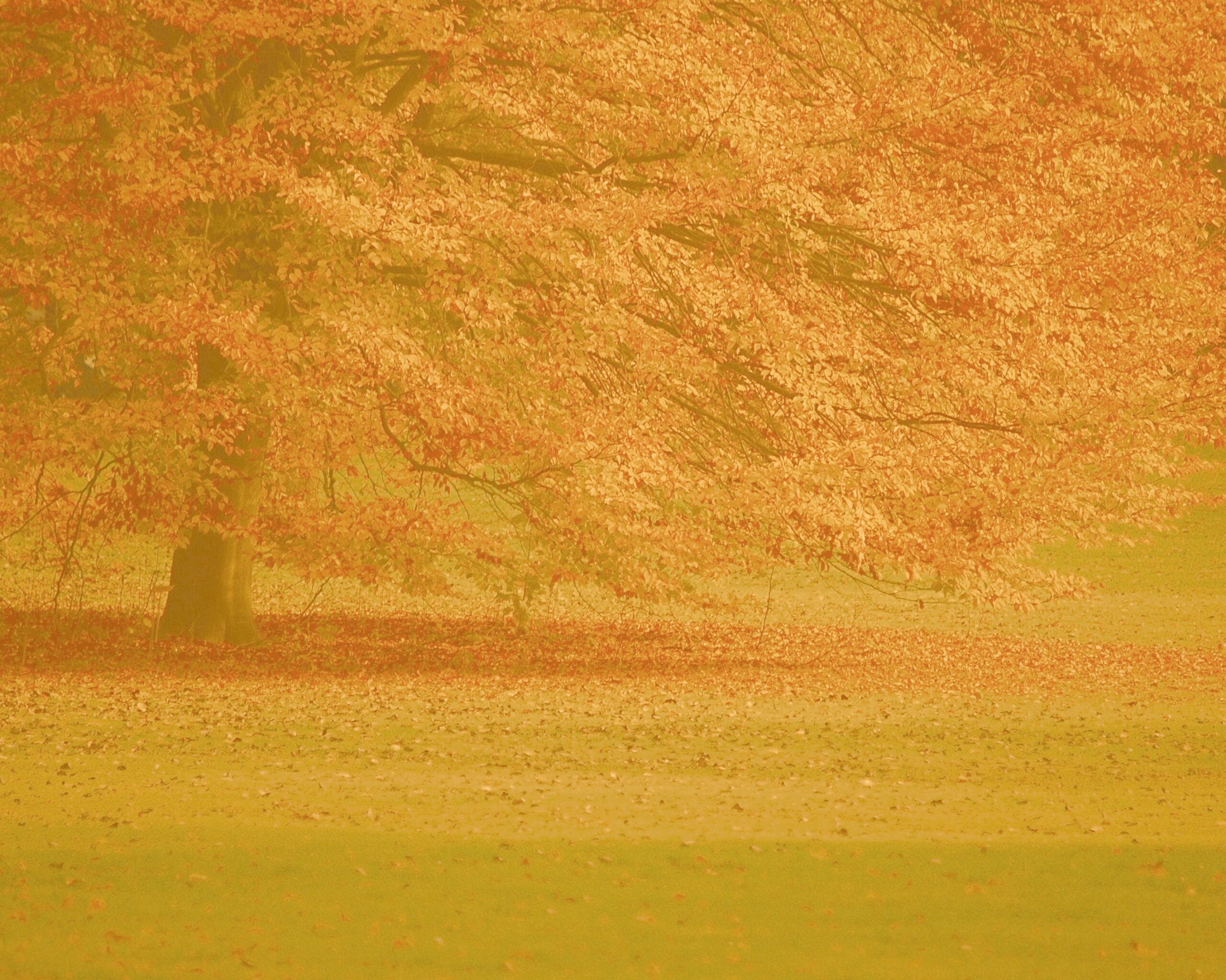 Пожелтевшее дерево с облетающей листвой обои
