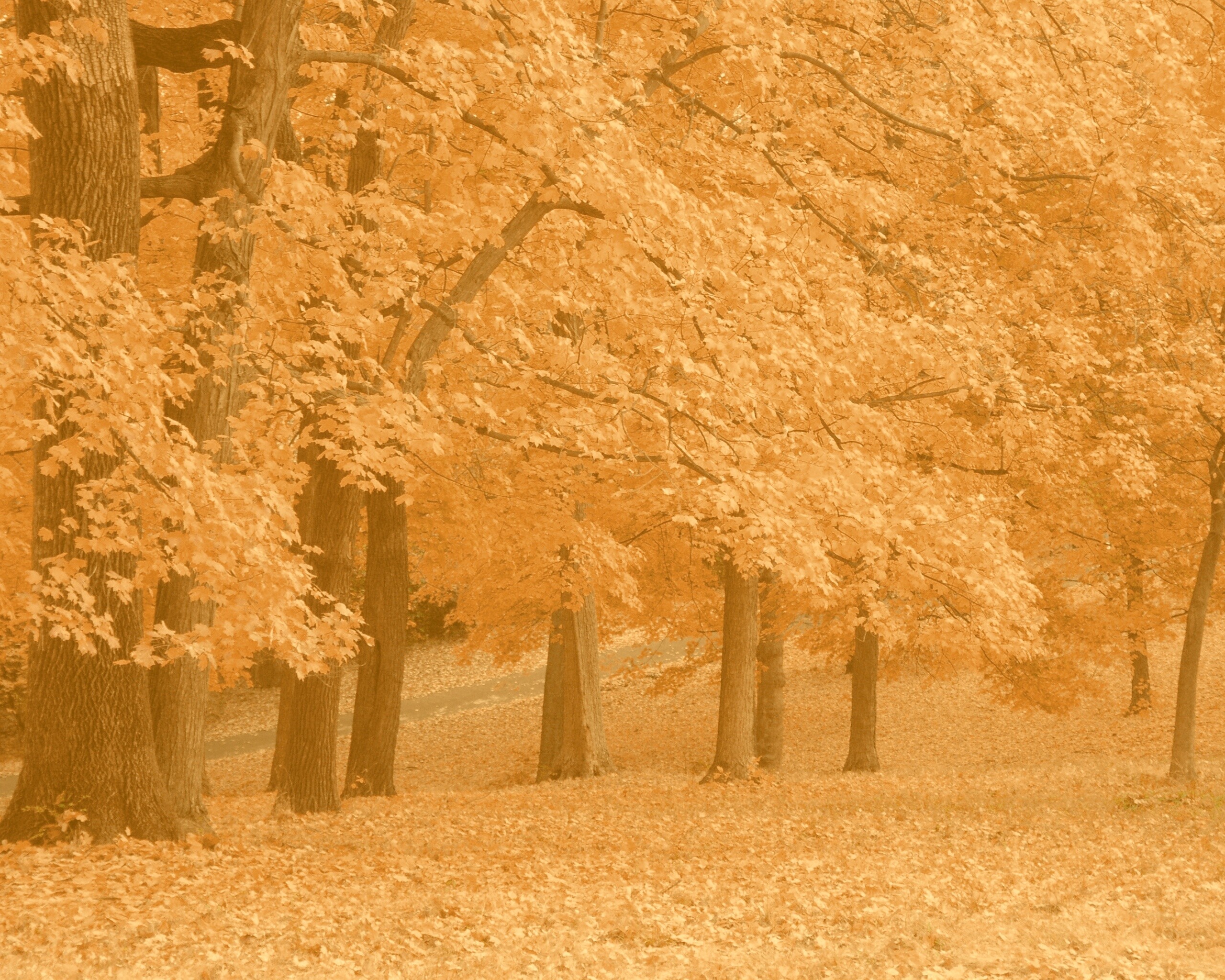 Парковая осень обои