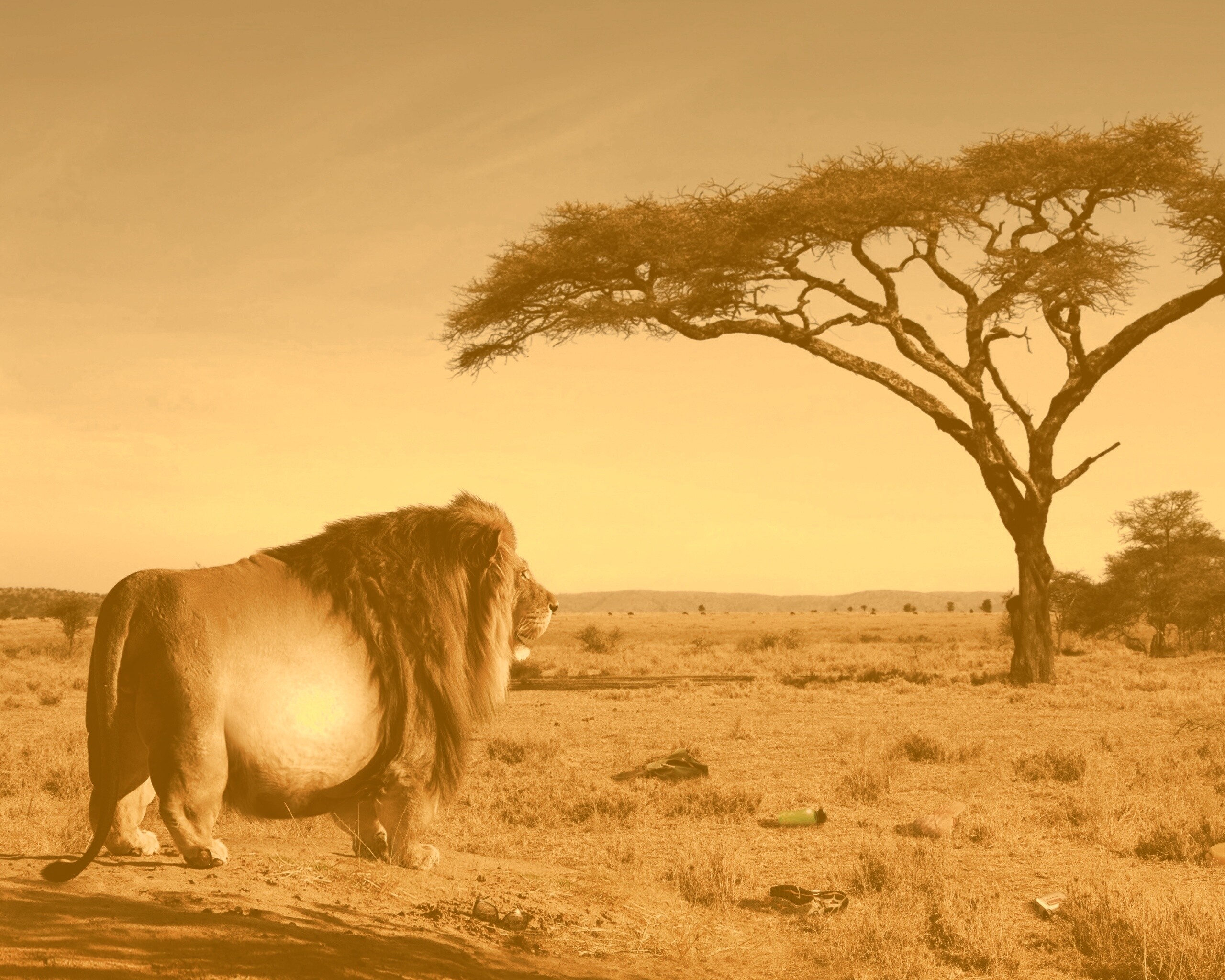 Толстый лев обои