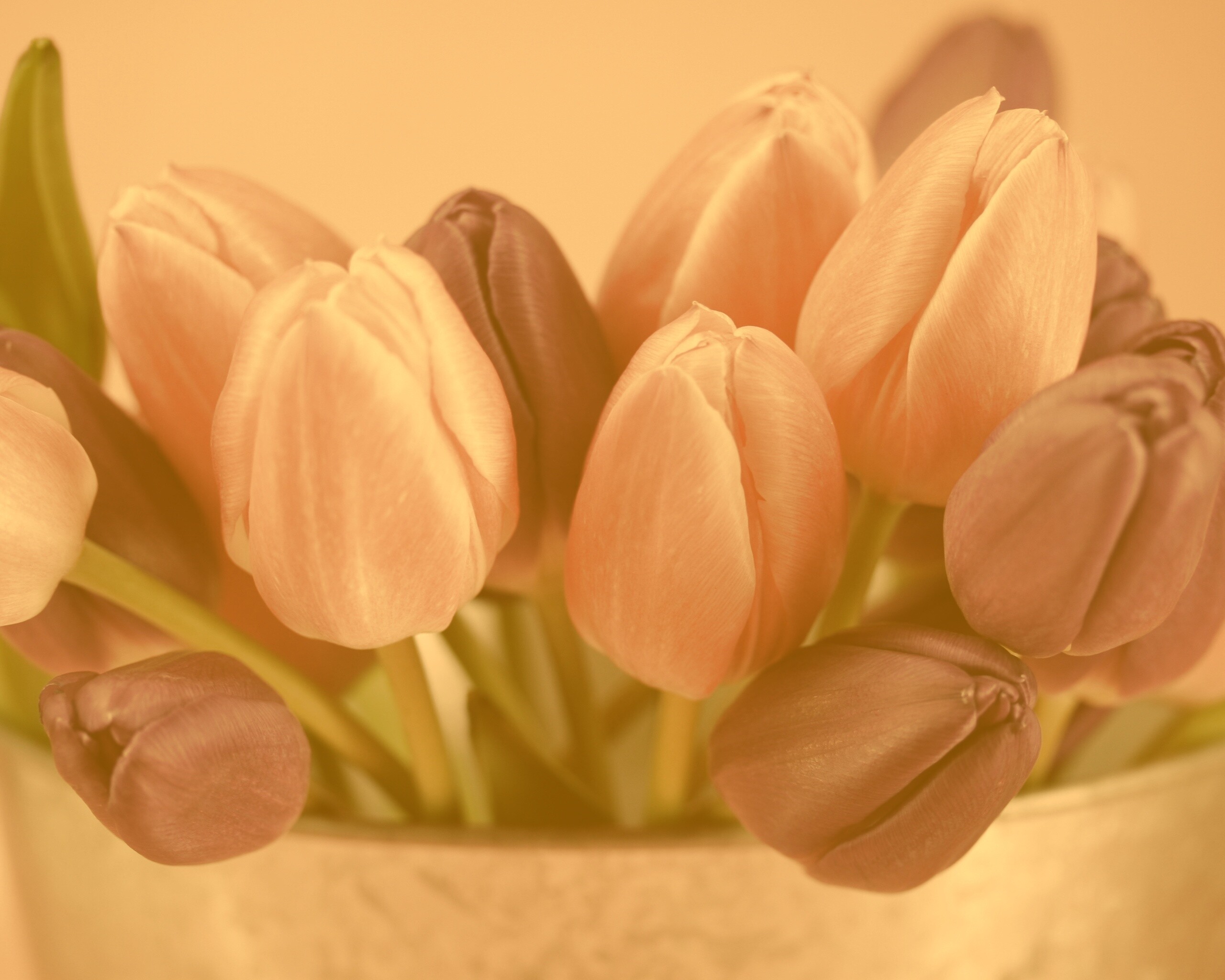 Розовые и фиолетовые тюльпаны обои