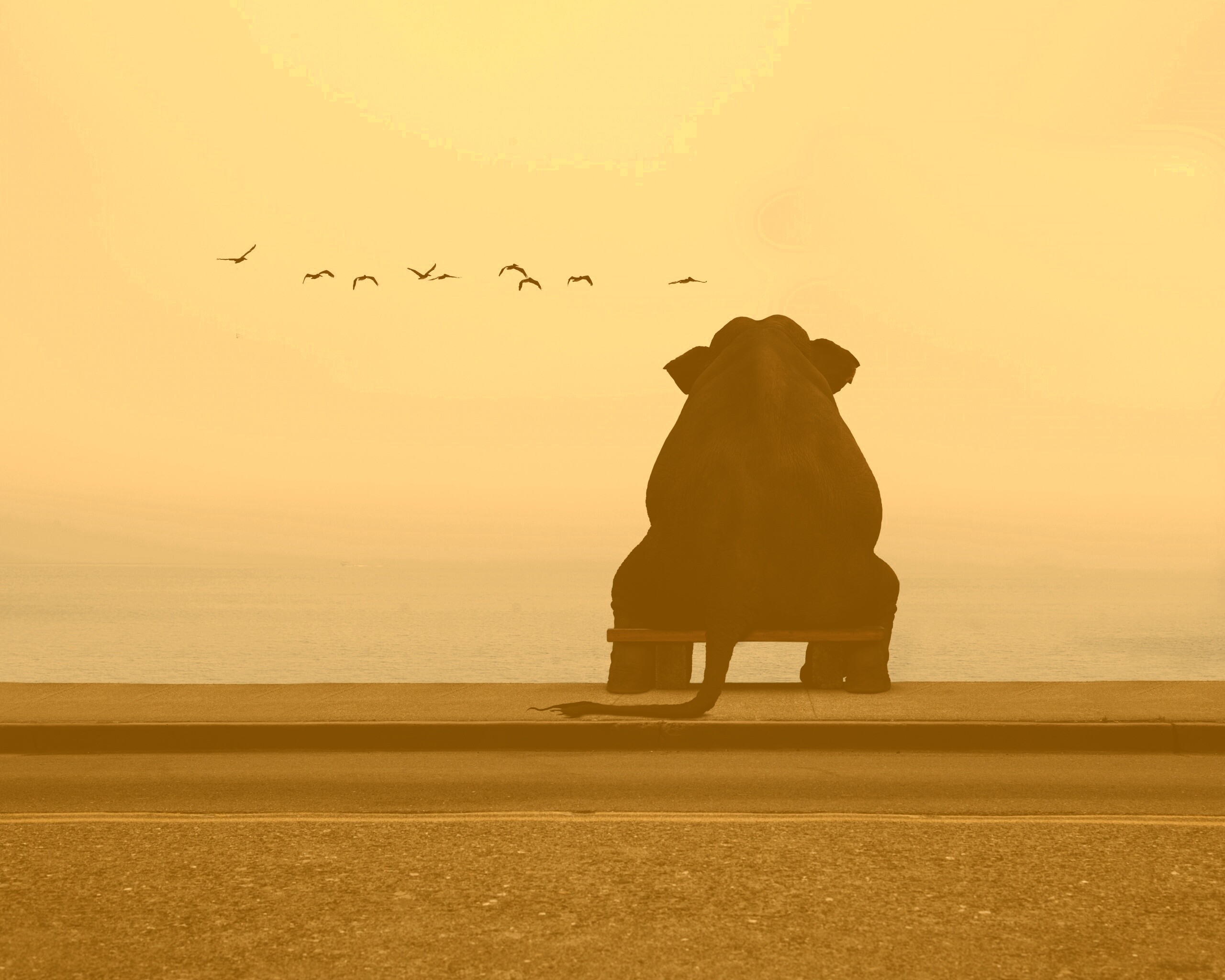 Слон на табуретке обои