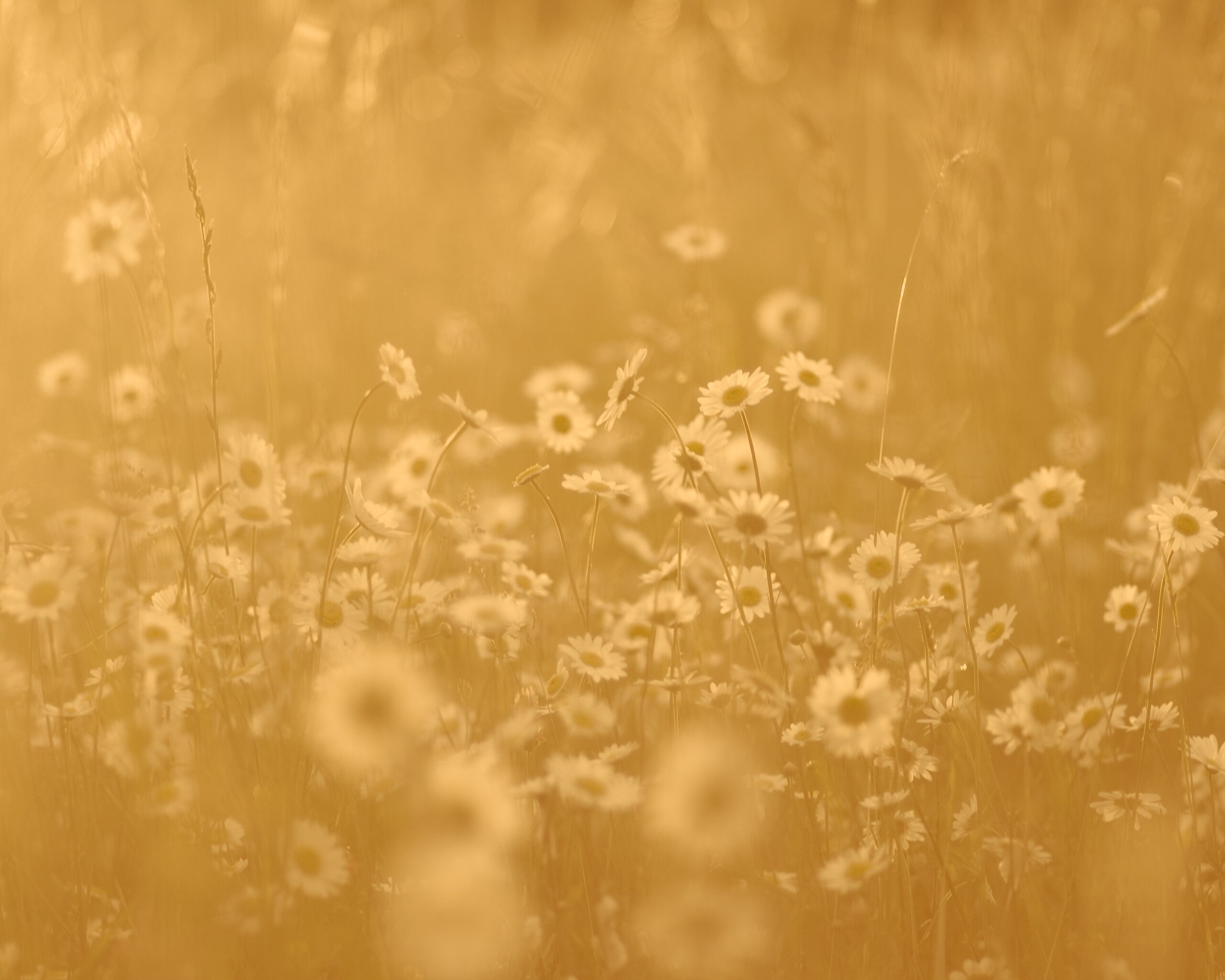 Поле ромашек обои