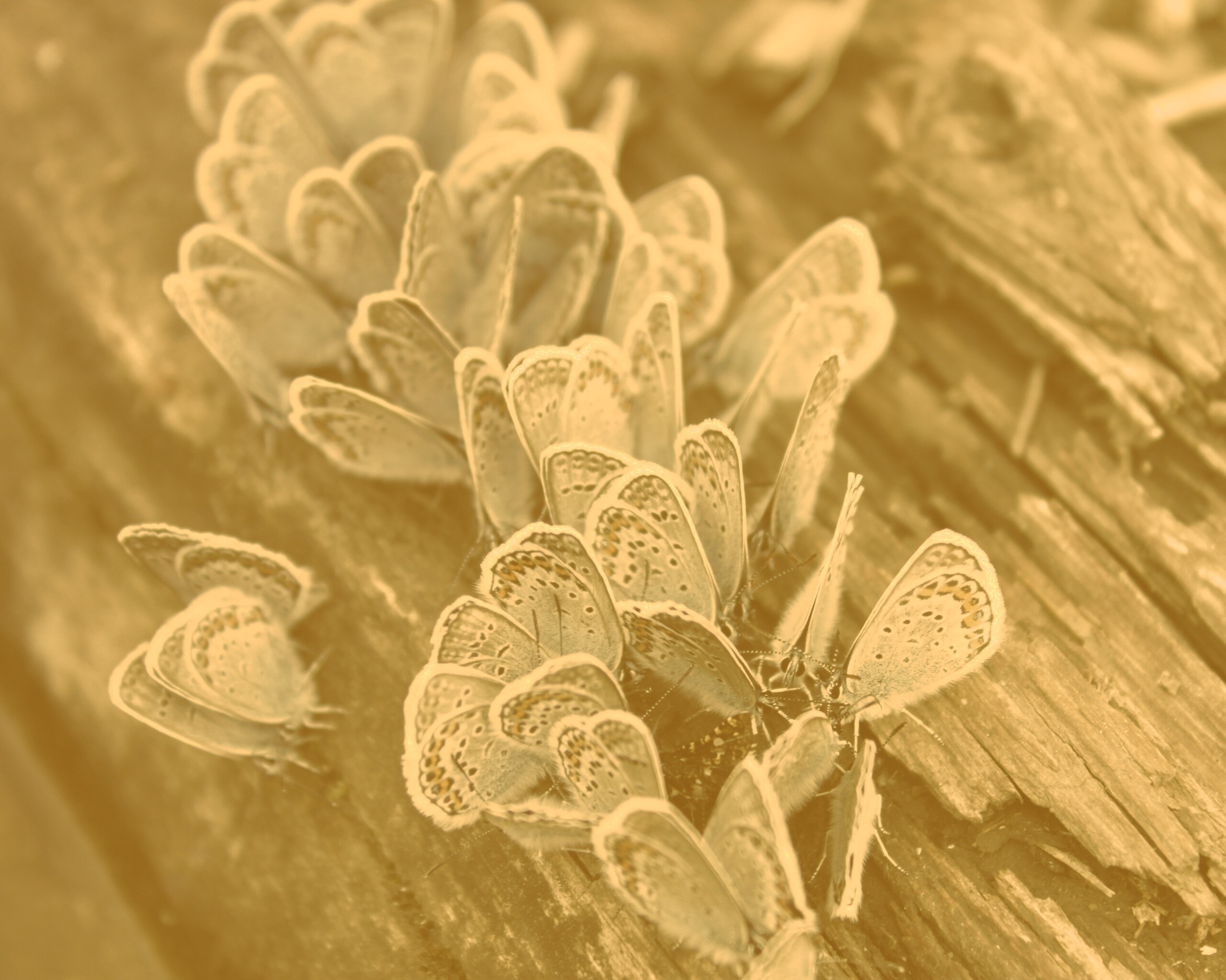 Голубые бабочки обои