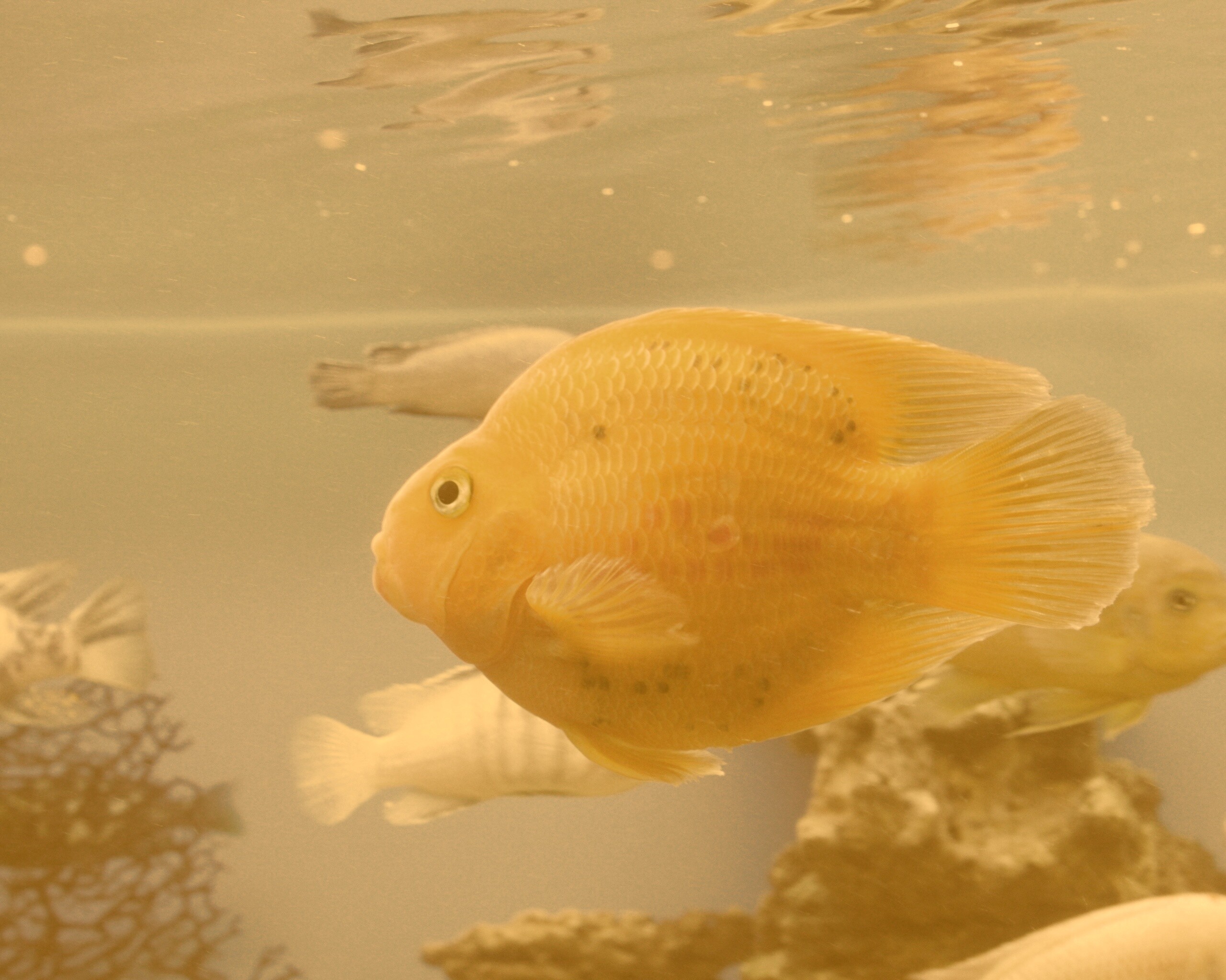 Жёлтая рыбка обои