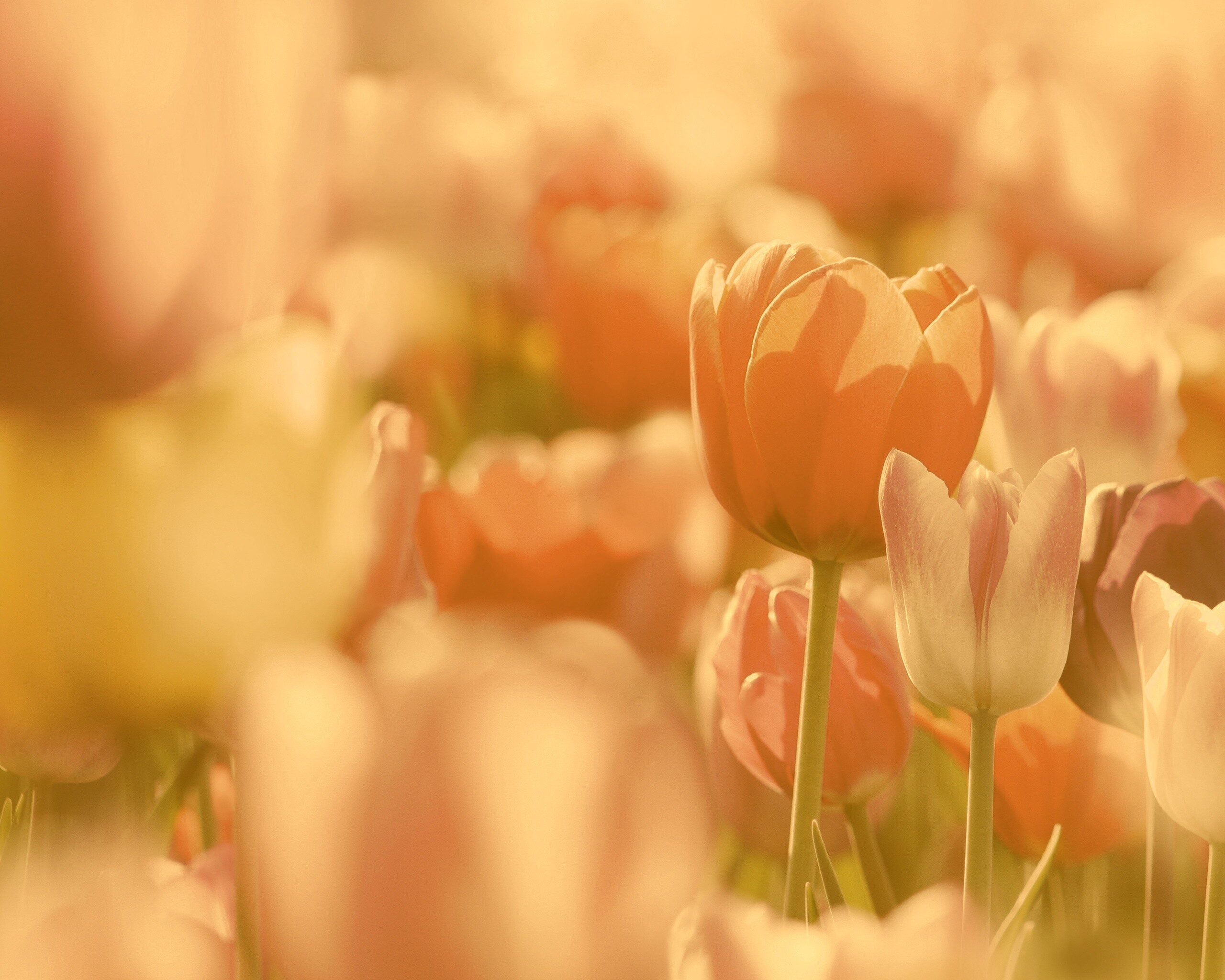 Красивые тюльпаны обои