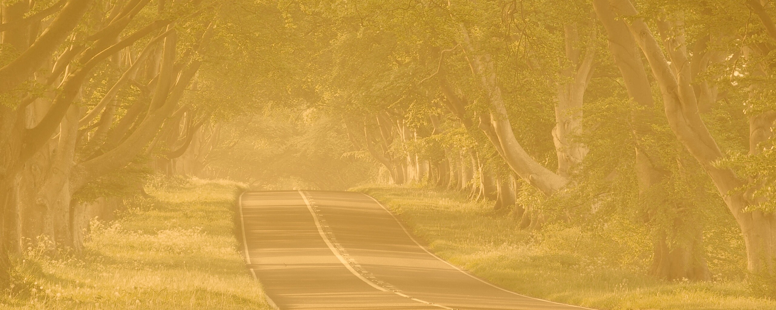 Трасса в тени деревьев обои