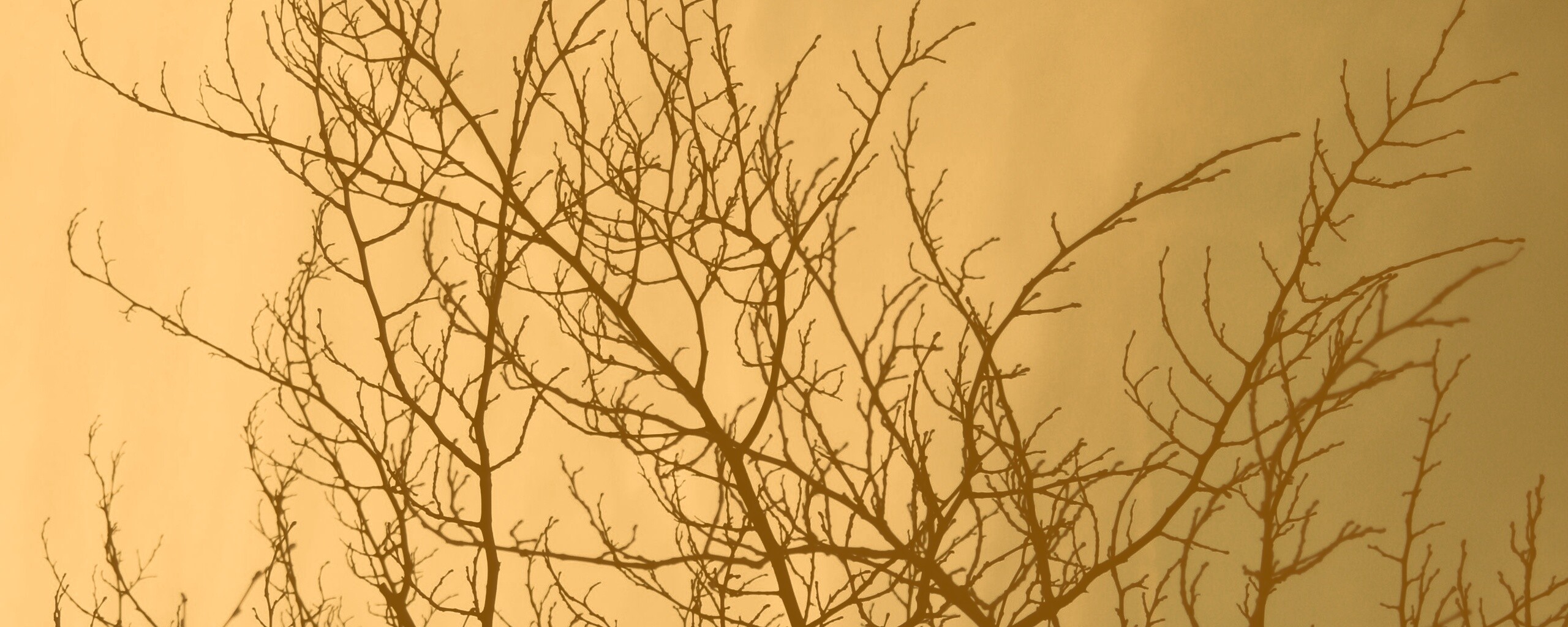 Ветвистое дерево обои