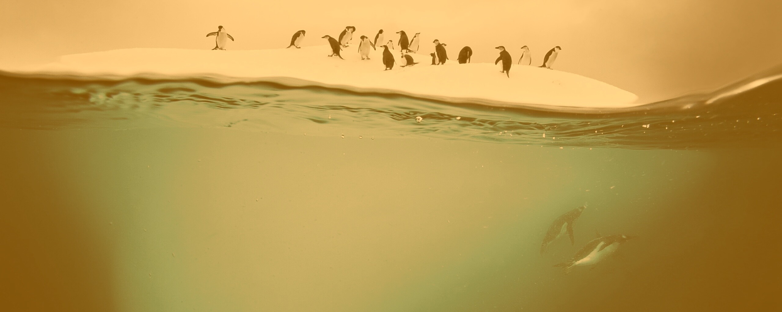 Пингвины обои