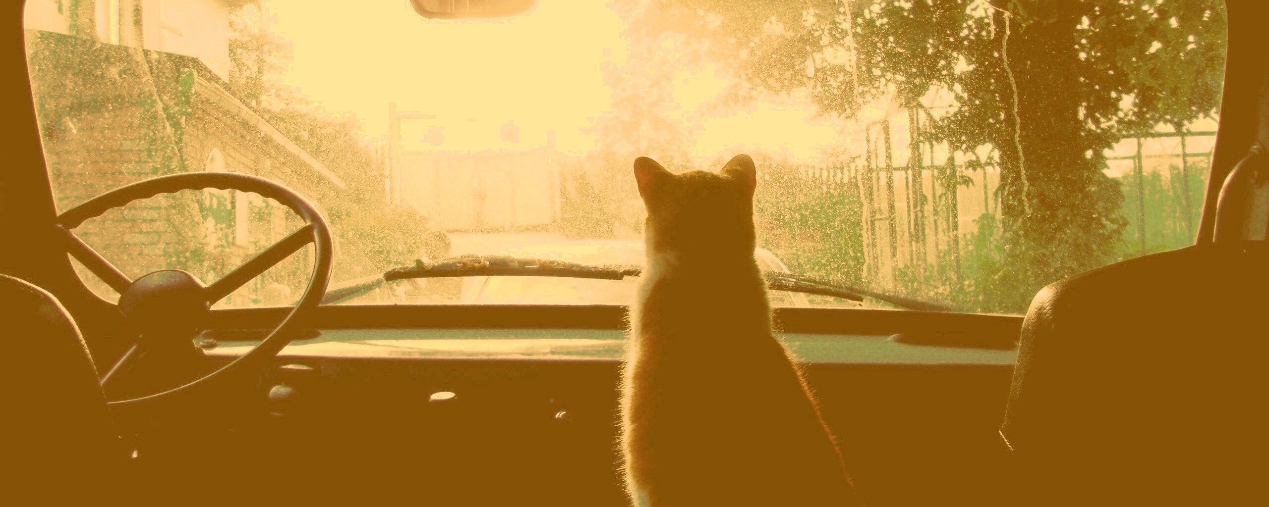 Кот навигатор обои