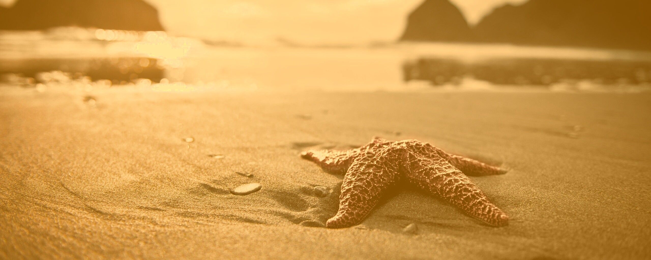 Морская звезда обои