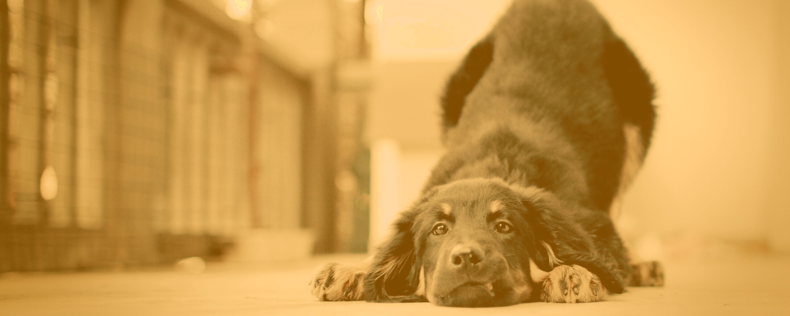 Игривый пес обои