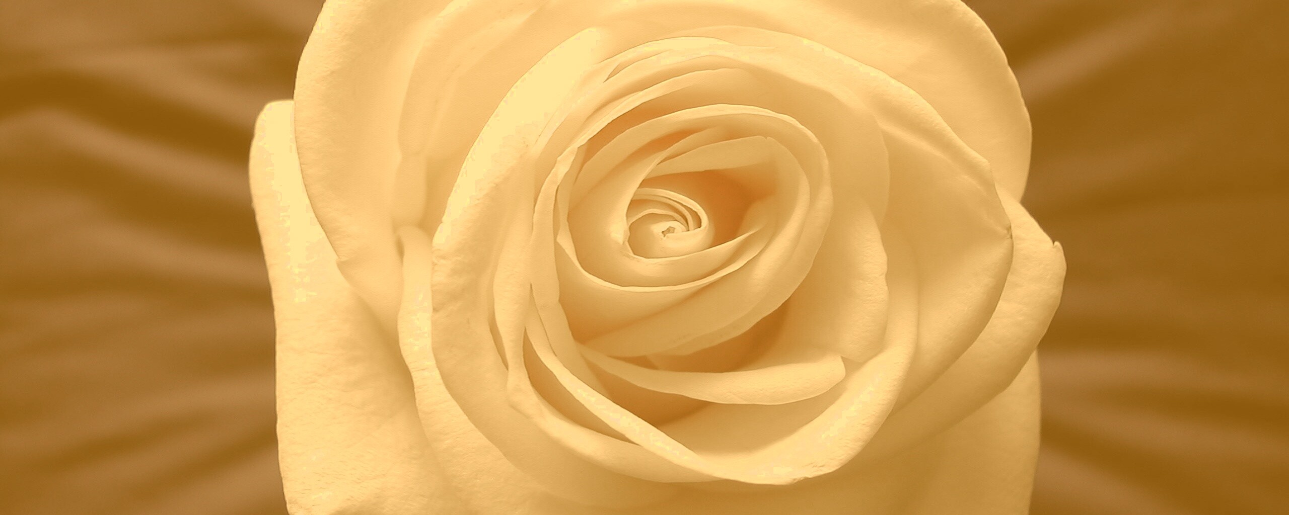 Белая роза обои