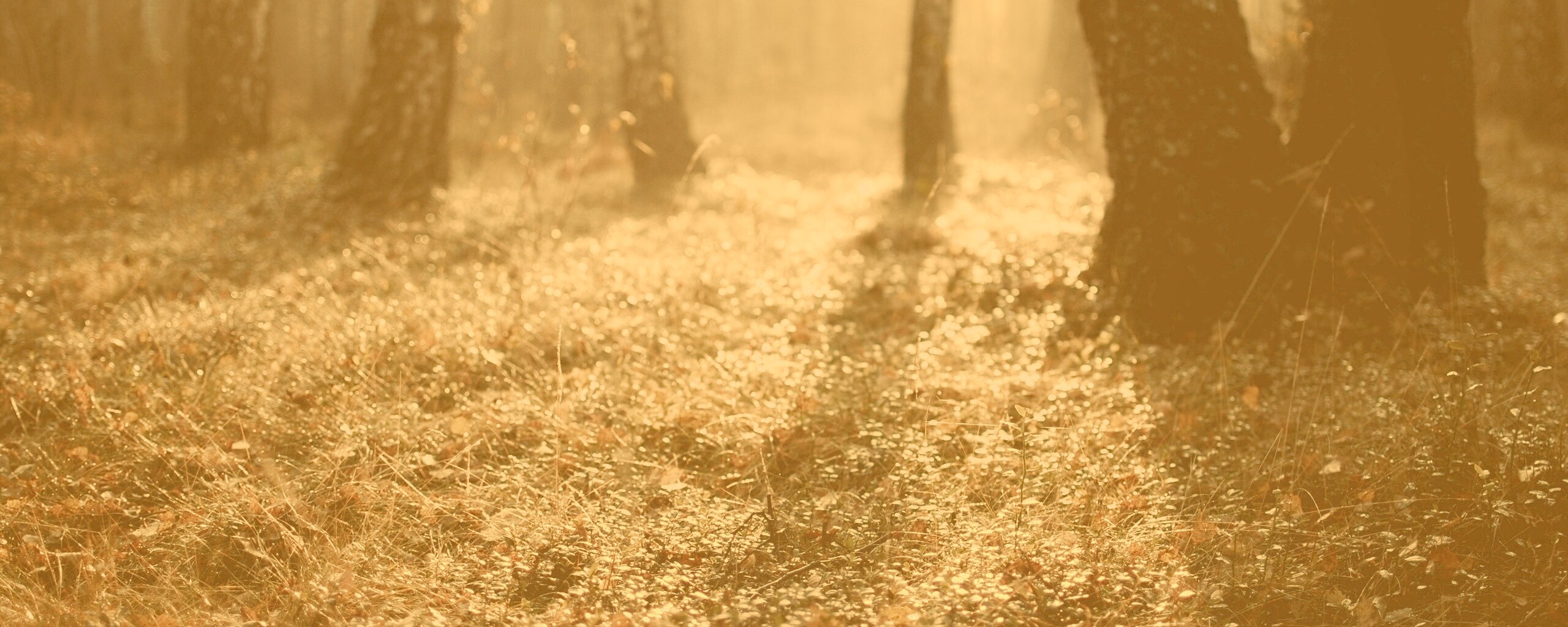 Лесная земля обои