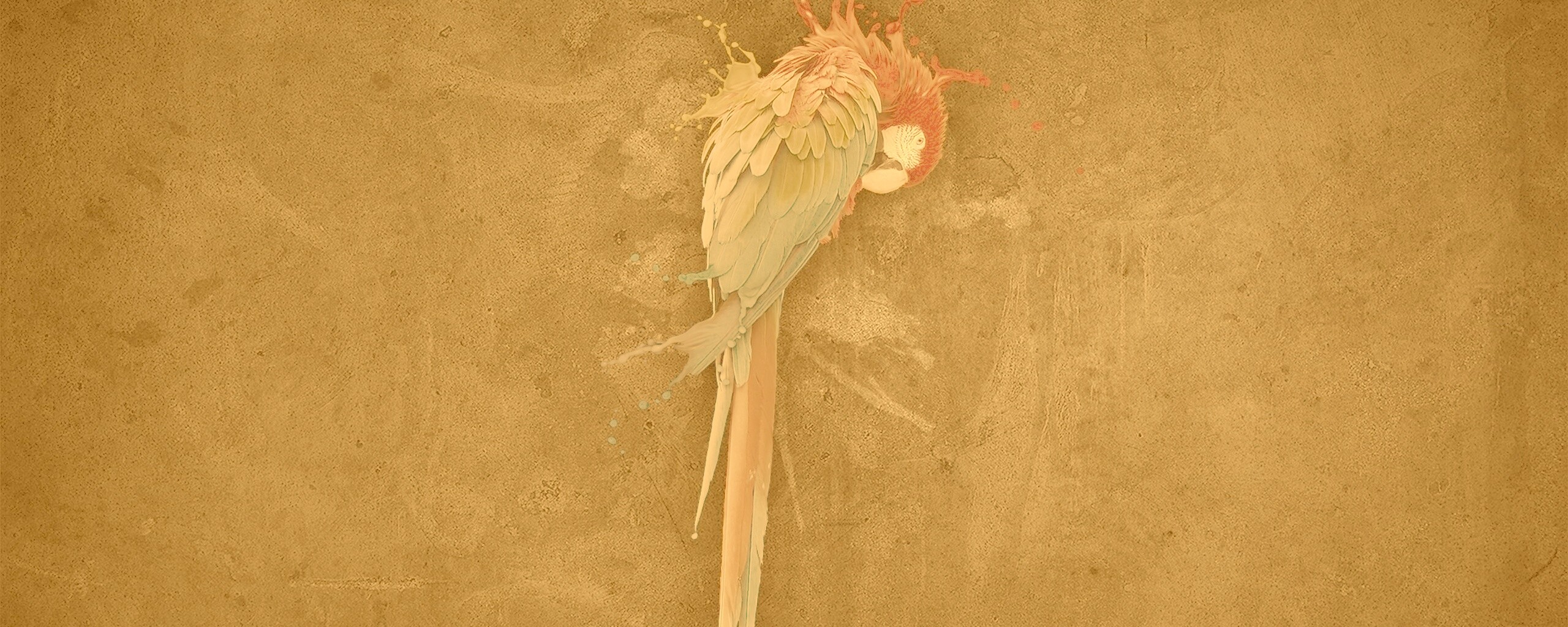 Попугай обои