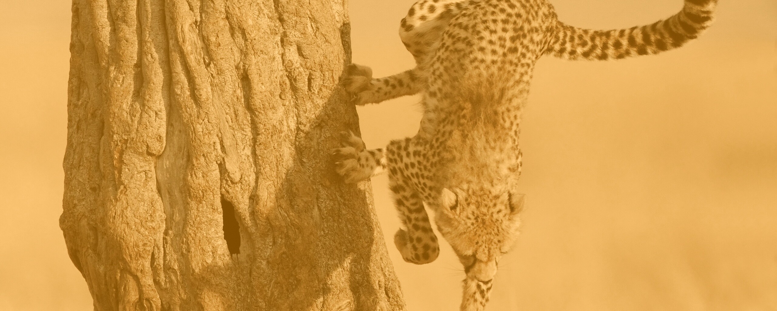 Скалолаз обои