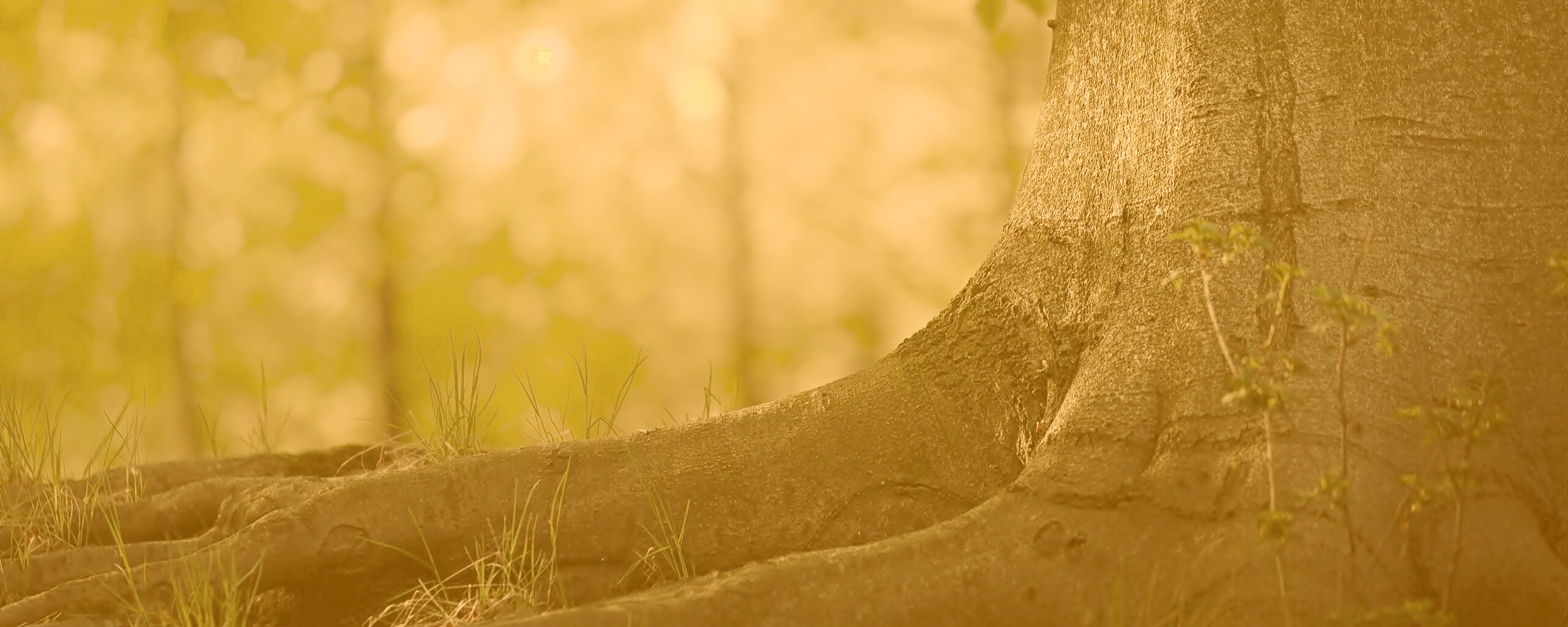 Корни дерева обои