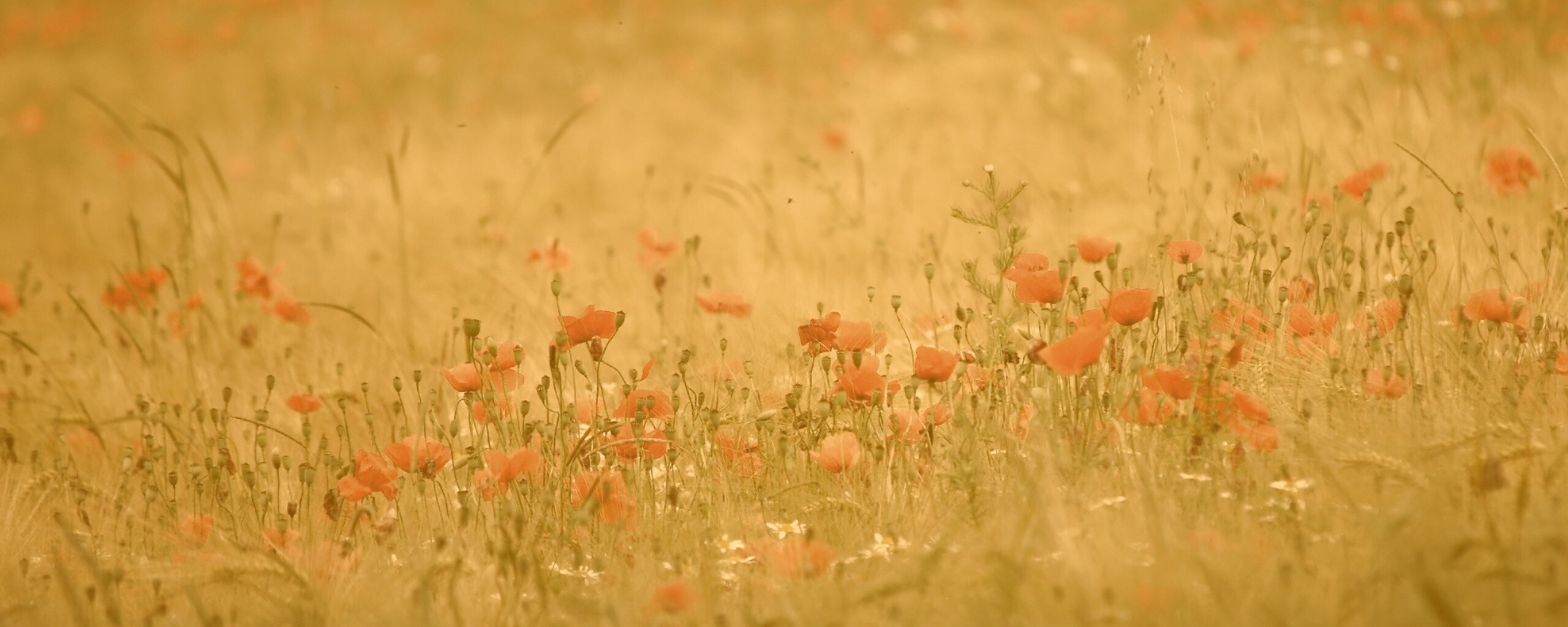 Маковое поле обои