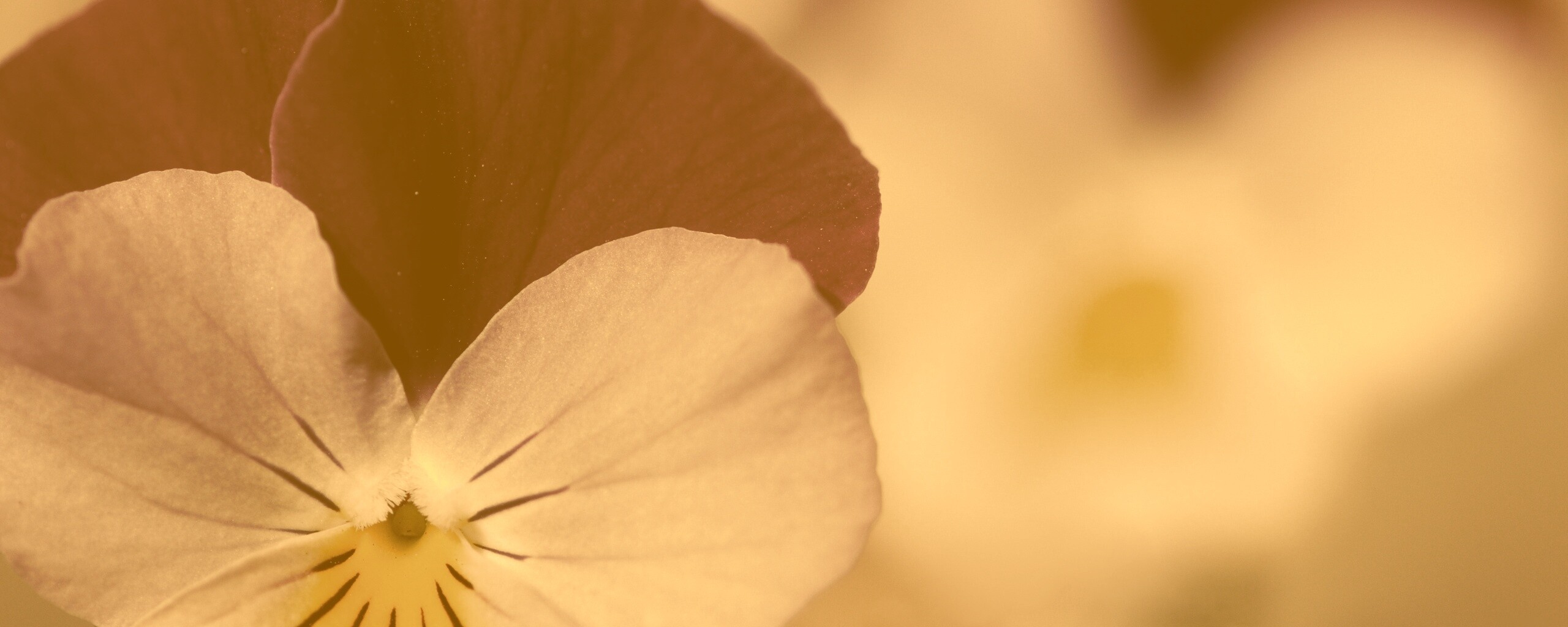 Фиолетовые цветы обои