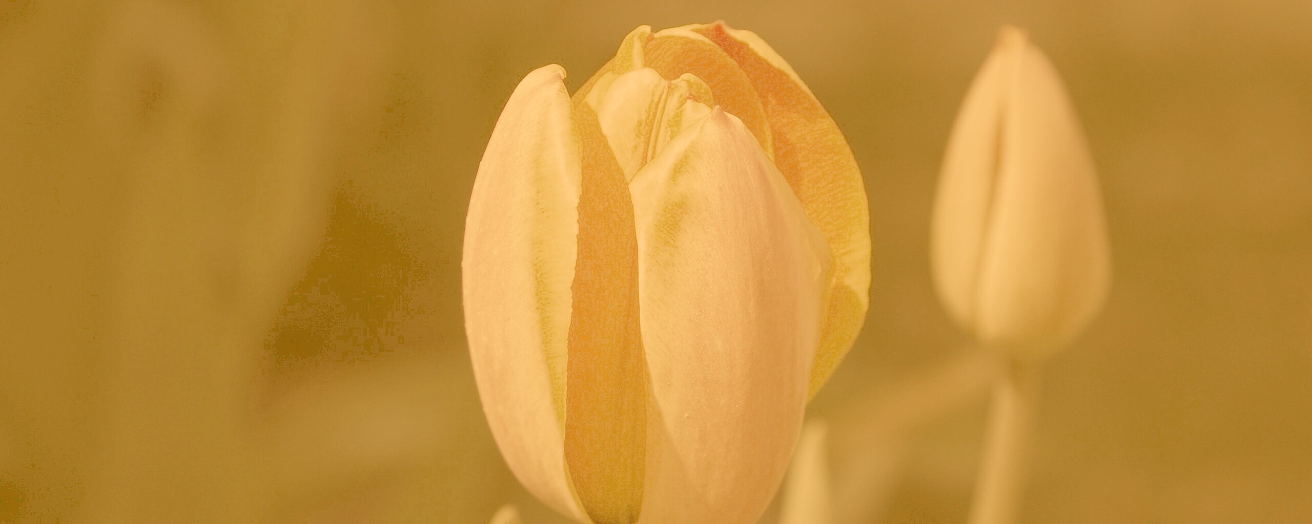 Распускающийся тюльпан обои