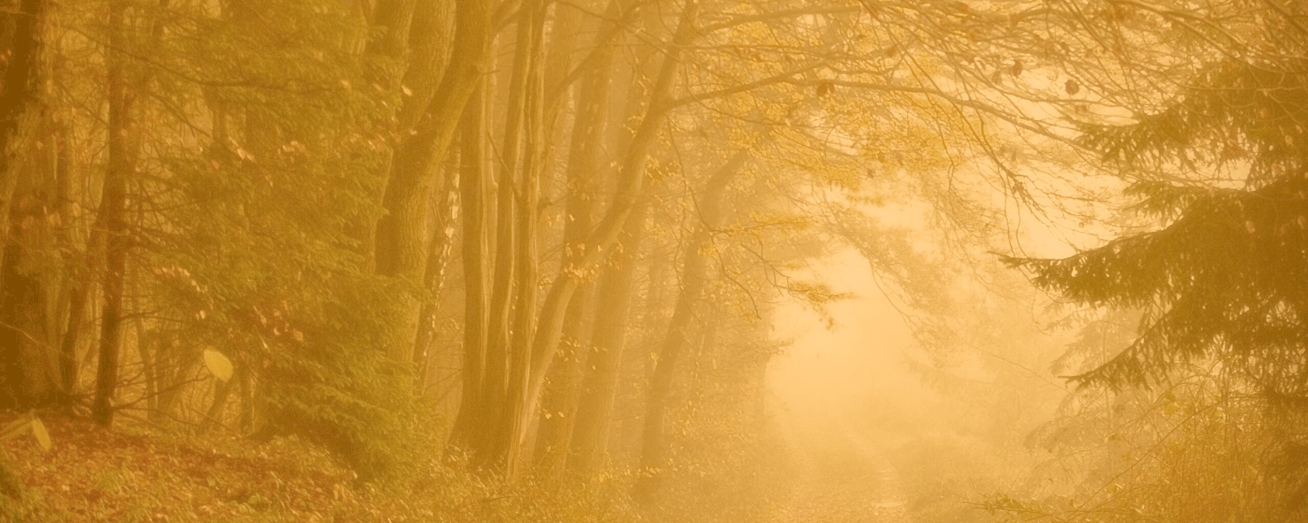 Дорожка заваленная листьями обои
