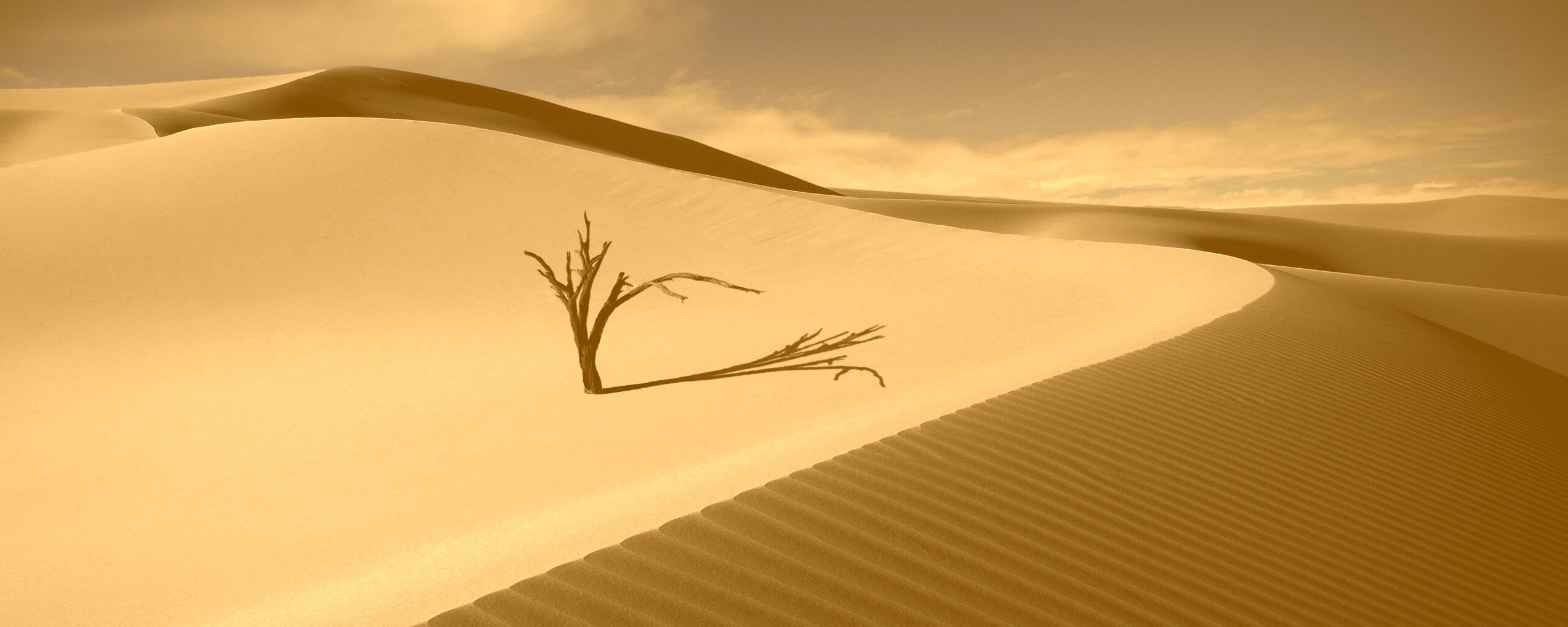 Сухостой в пустыне обои
