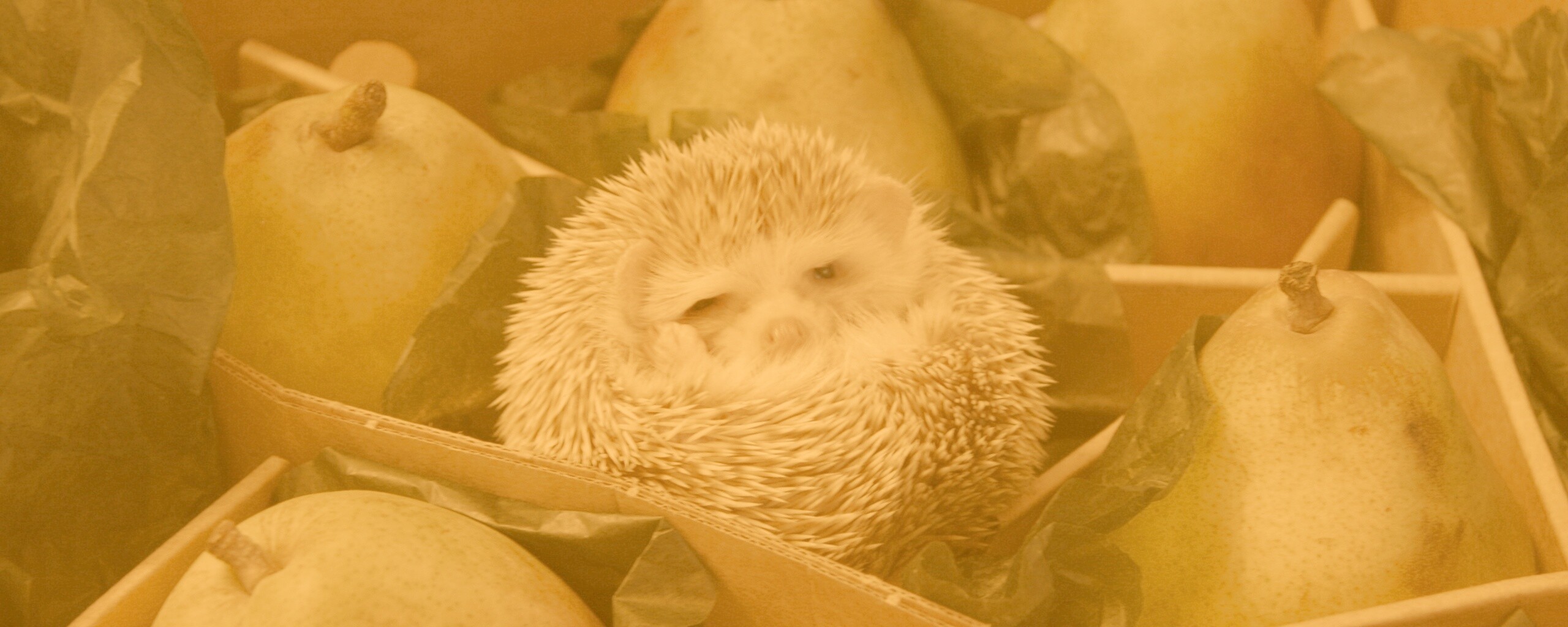 Ёжик в грушах обои