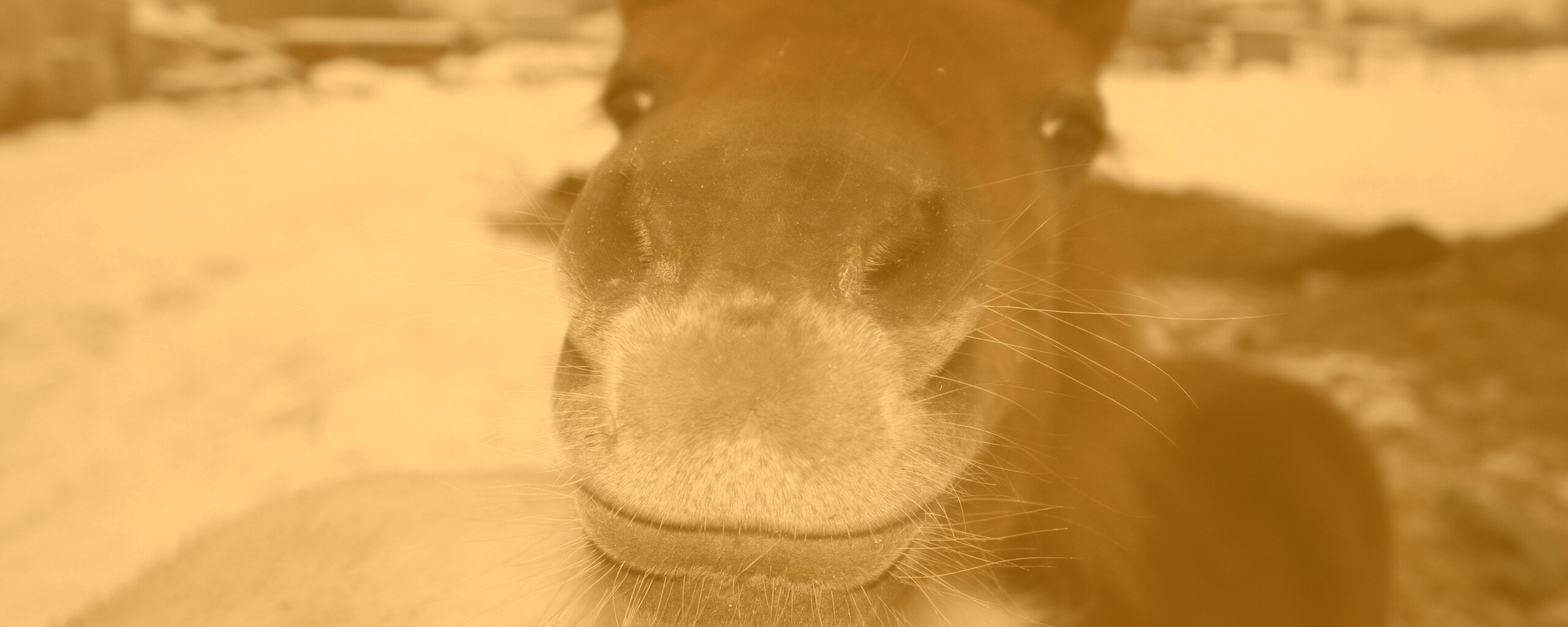 Морда пони обои