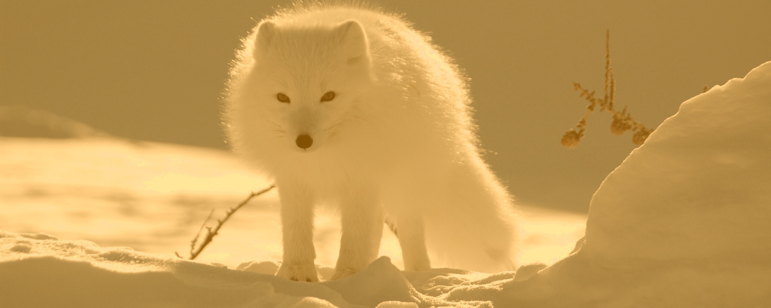 Белый песец обои