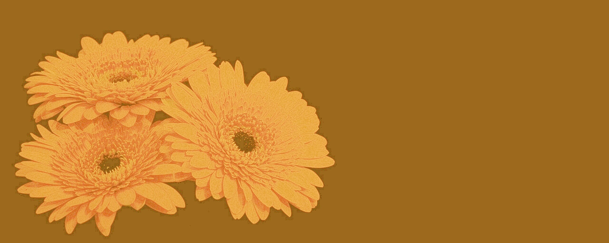 Красные герберы обои