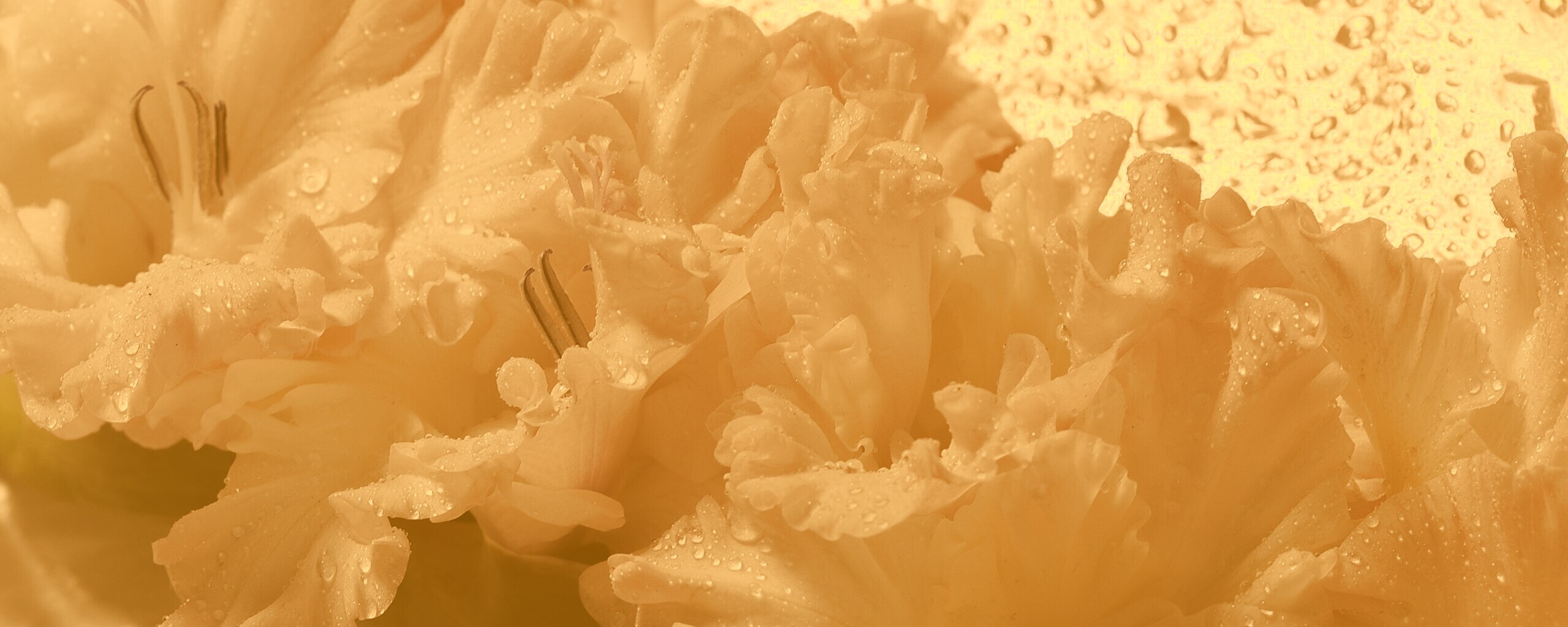 Гладиолус обои