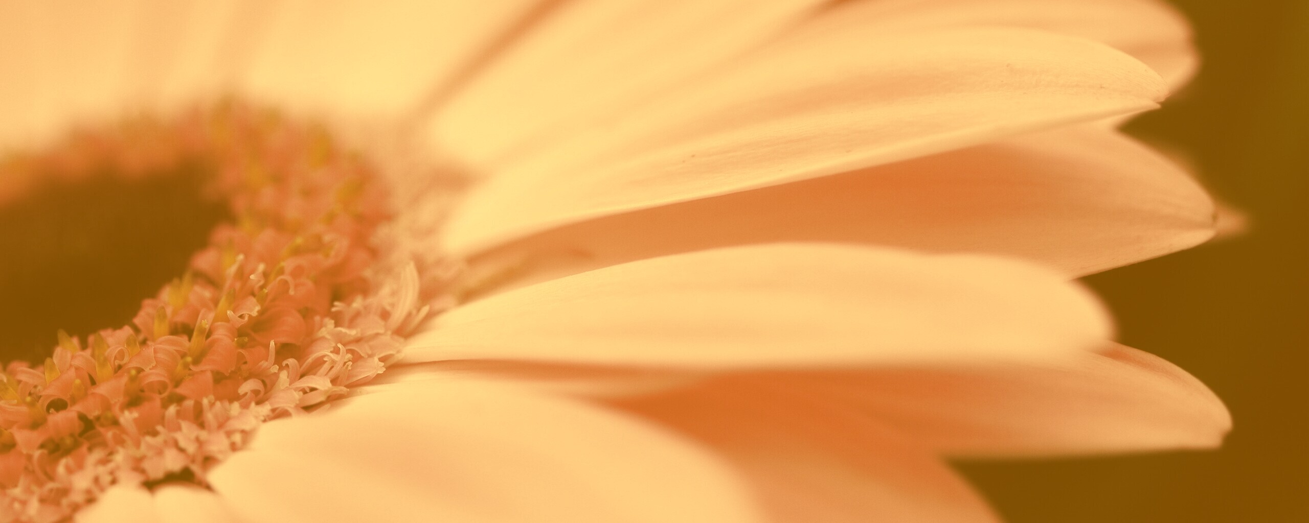 Гербер обои