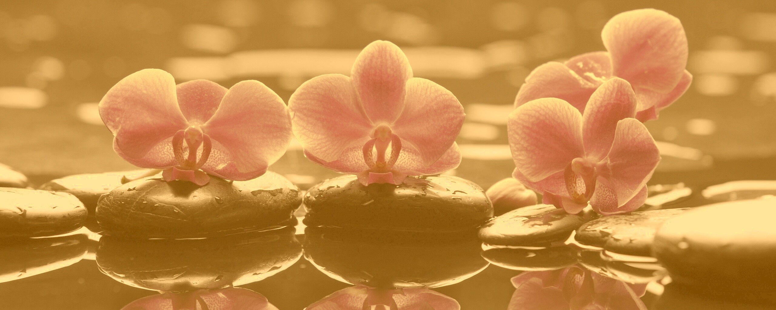 Орхидеи на камнях обои