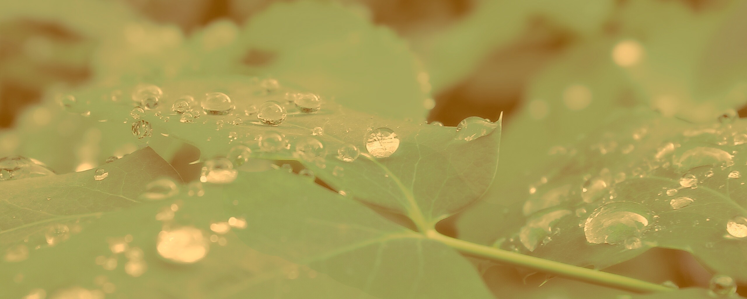 Синеватый лист обои