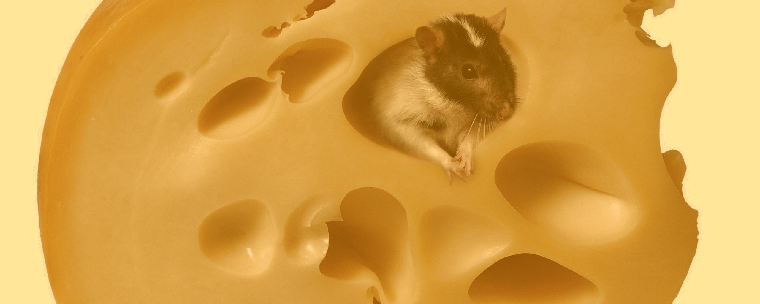 Мышка в сыре обои