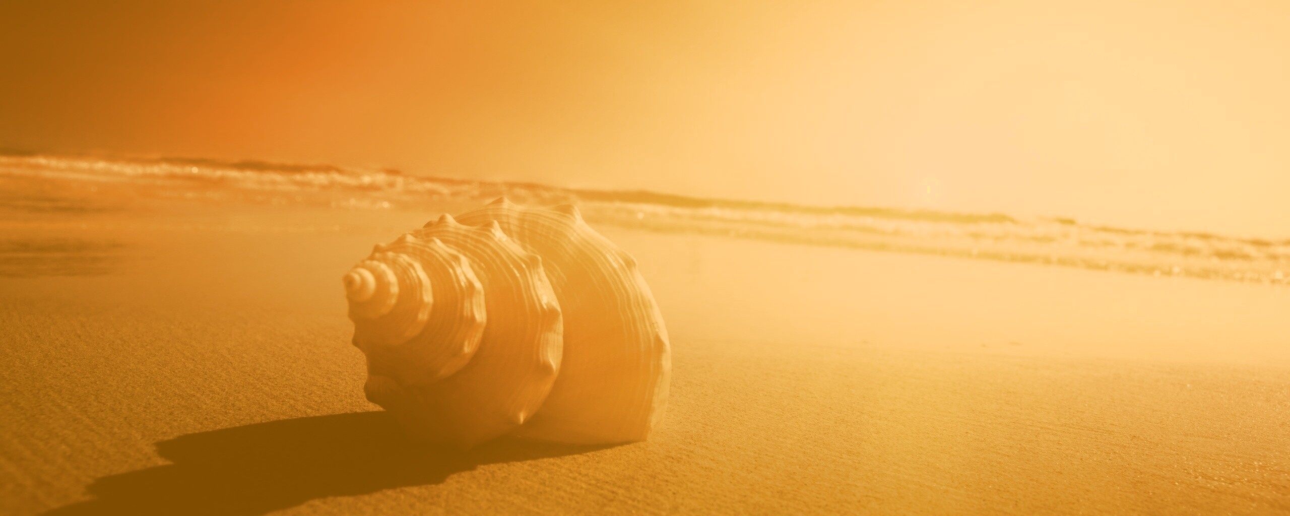 Золотистая ракушка обои