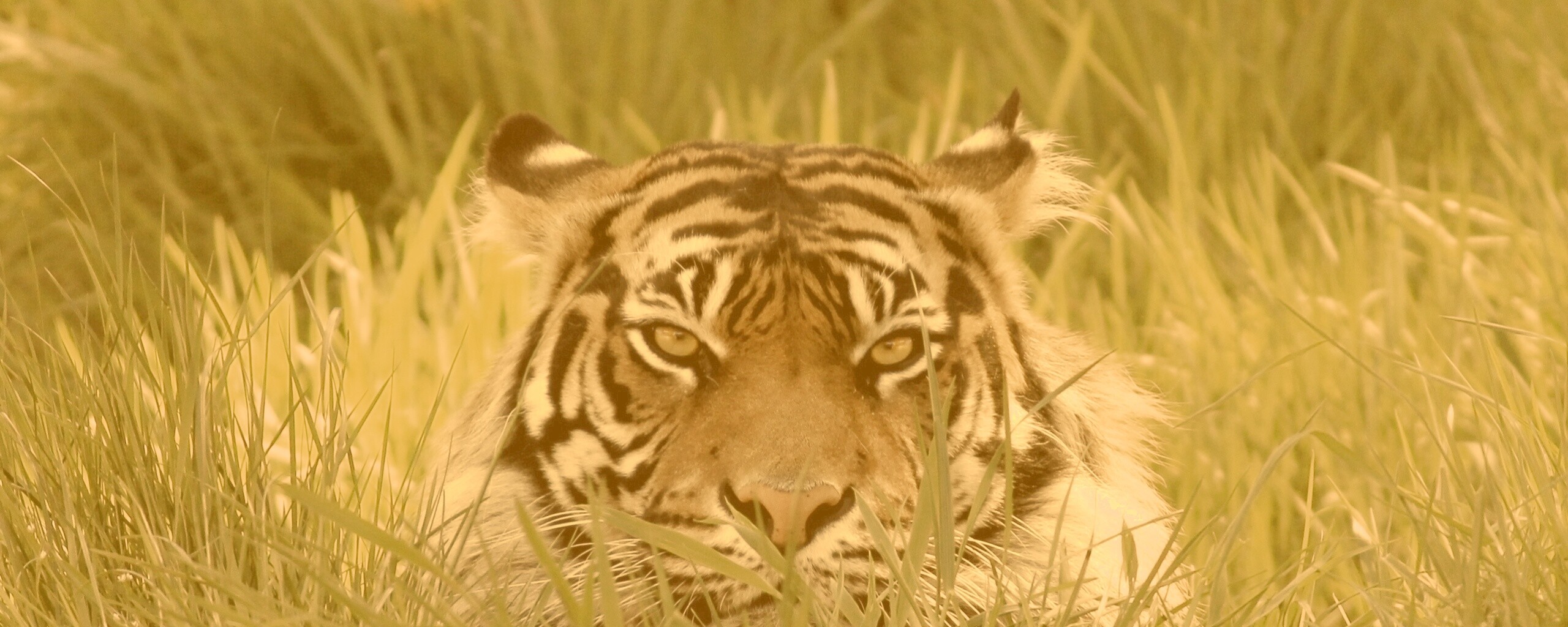 Морда тигра в траве обои