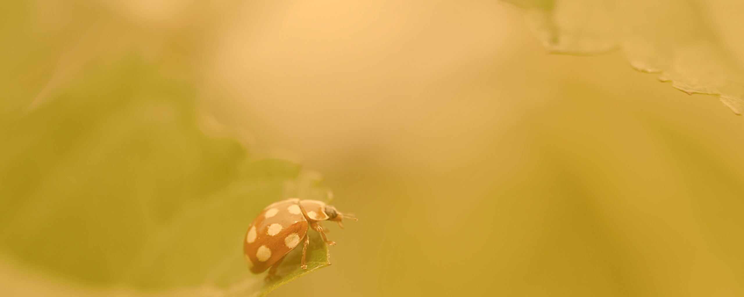 Божья коровка обои